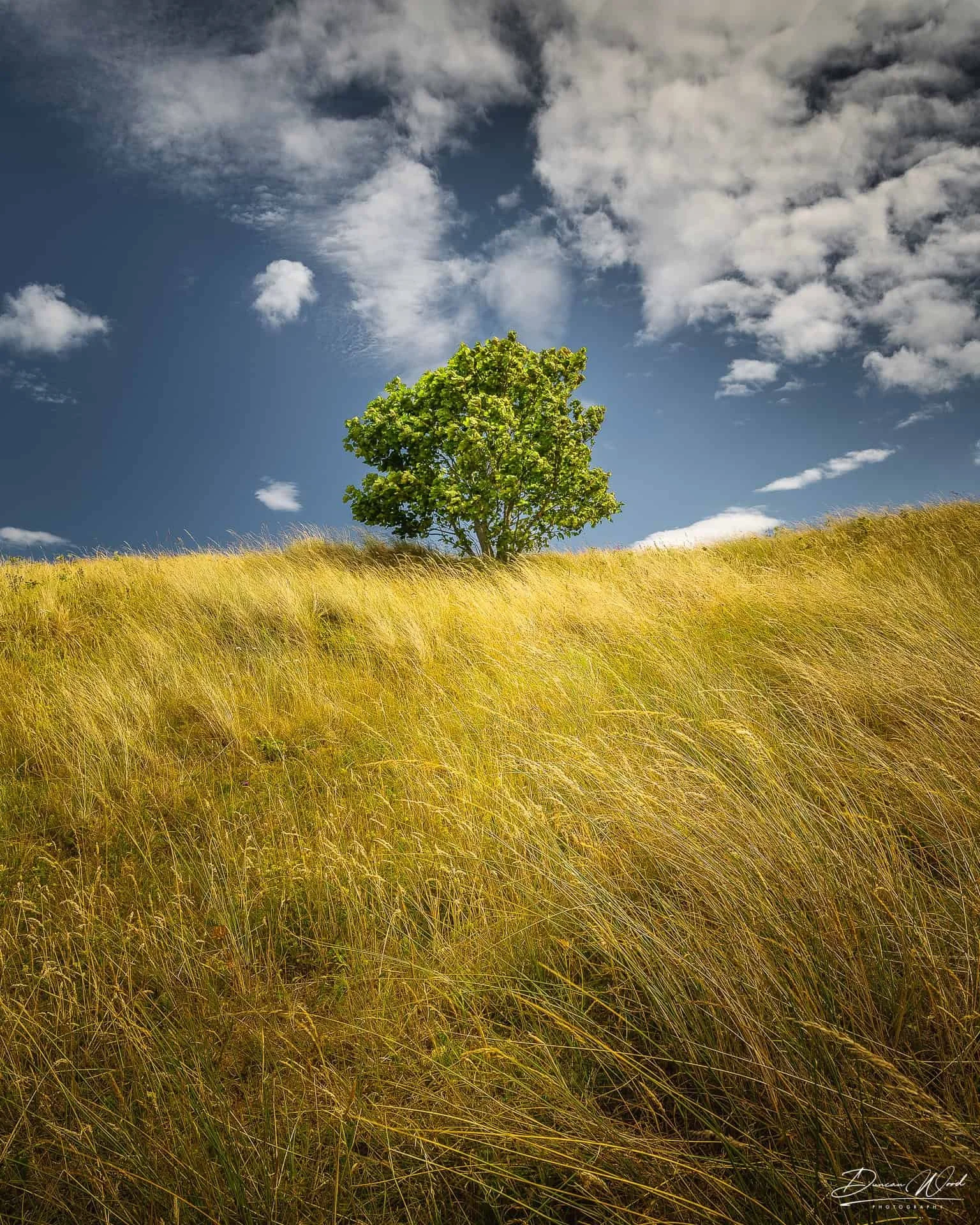 level-1-beginner-photography-workshop-half-day-tree-hill-scotland