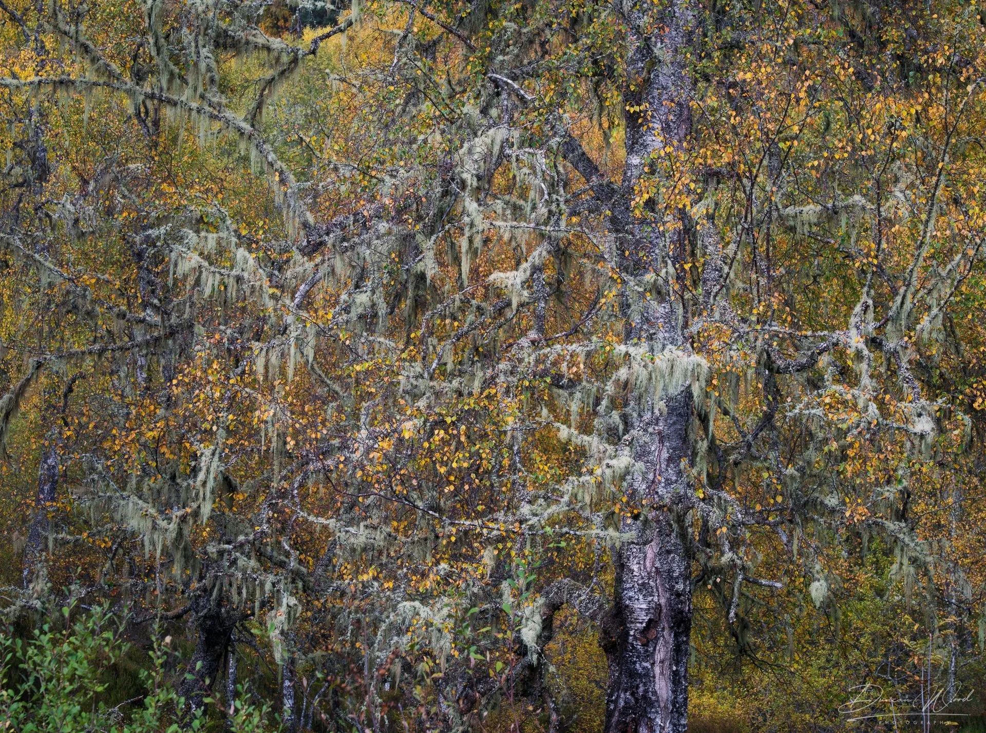 A dense forest scene with trees draped in Spanish moss, autumn-colored leaves, and dark branches, in a marshy area.