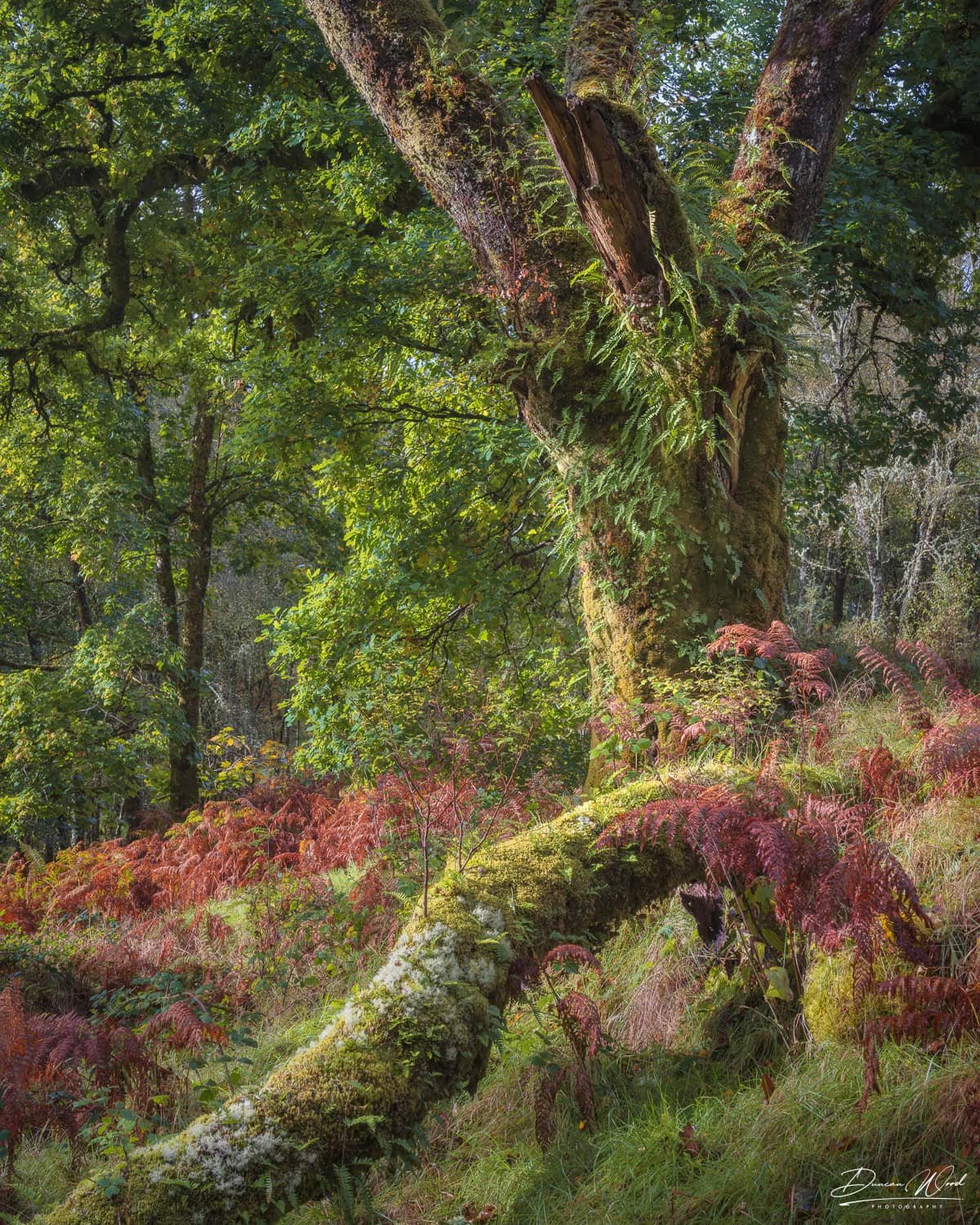 Temperate rainforest textures, photographed by Duncan Wood in Scotland. Scottish nature photography.