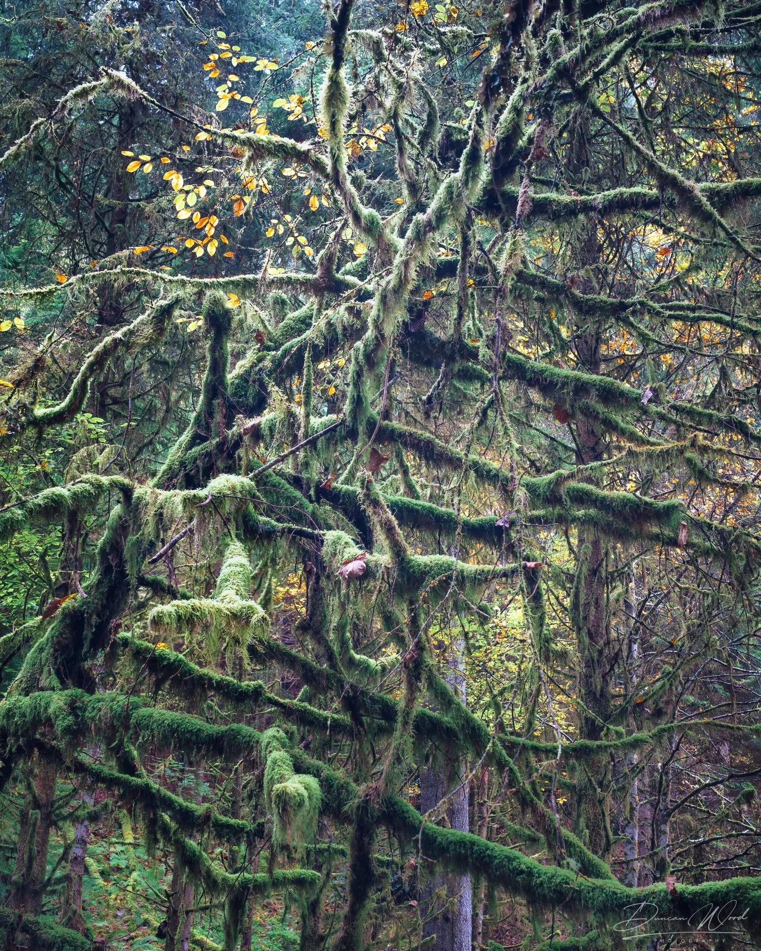 A dense forest scene with moss-covered tree branches and lush green foliage. Small yellow leaves are scattered throughout the scene, indicating a seasonal change.
