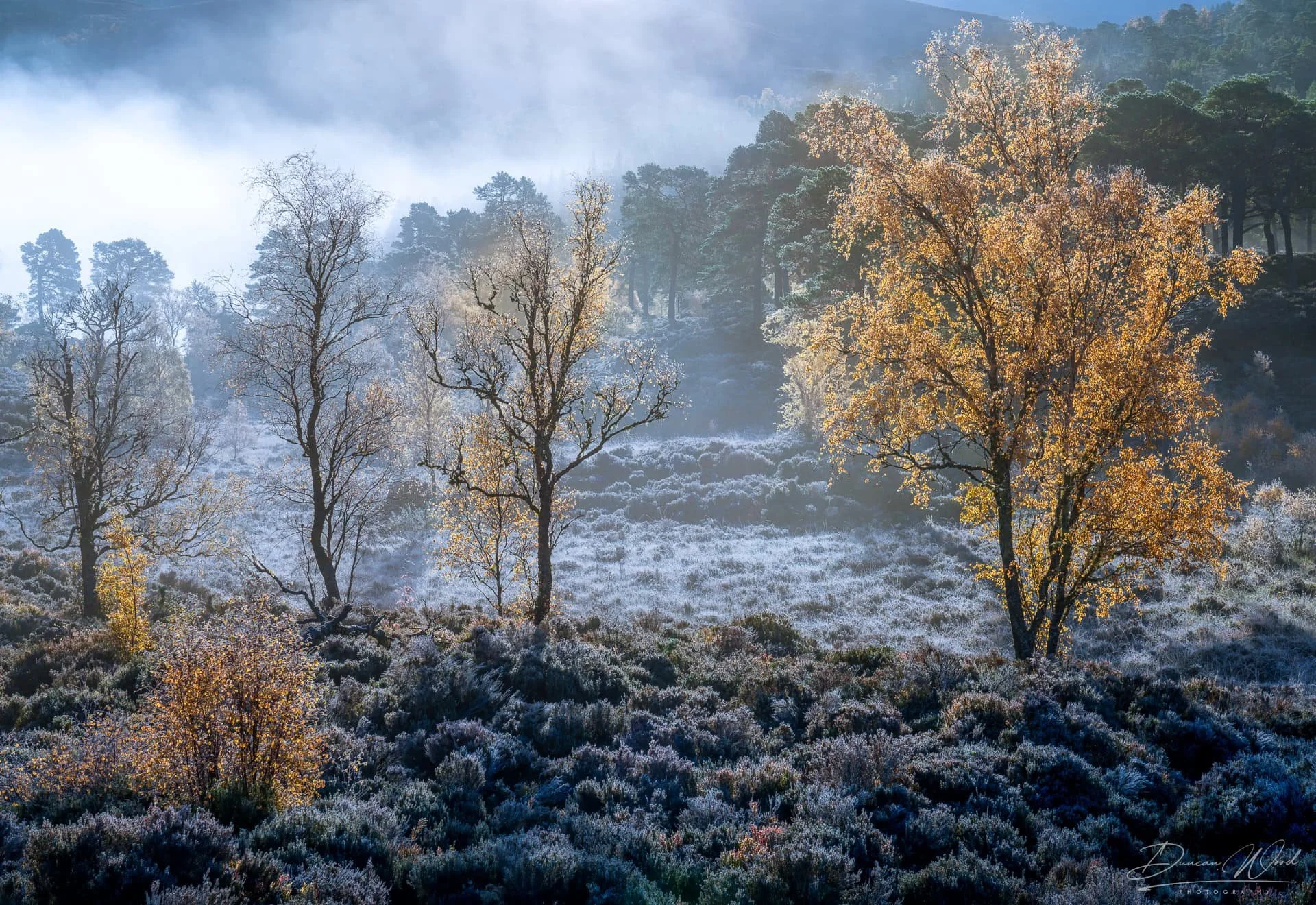 Sunlight shines on autumn trees with orange and yellow leaves in a foggy, mountainous landscape.