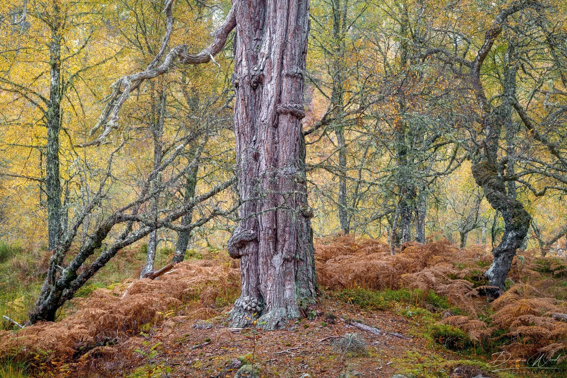 A forest scene with a tall, straight pine tree in the center, surrounded by smaller trees with twisted branches and autumn-colored foliage, ground covered in ferns and brown leaves.