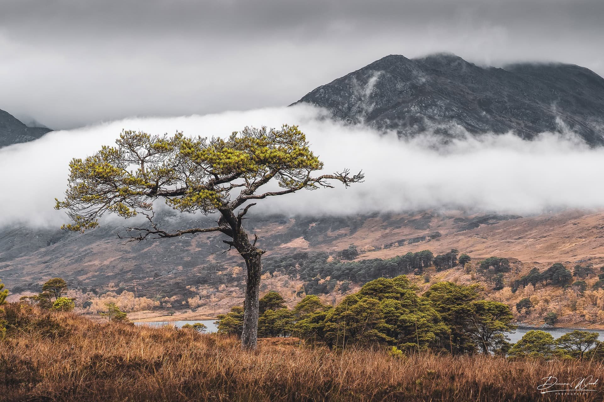 Lone Scots pine in Glen Affric, photographed by Duncan Wood in Scotland. Scottish landscape photography.