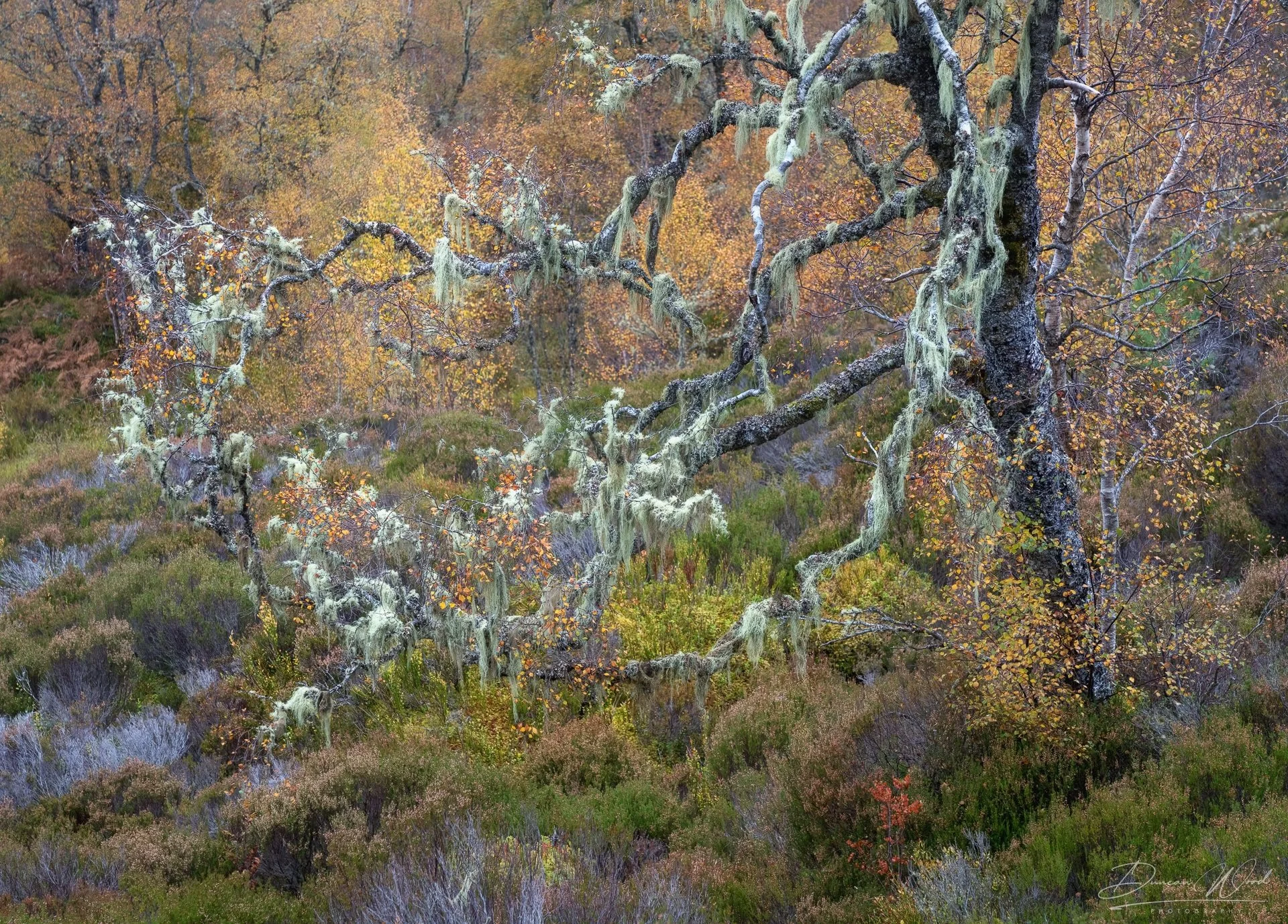 A tree draped with green moss in a forest with autumn foliage.
