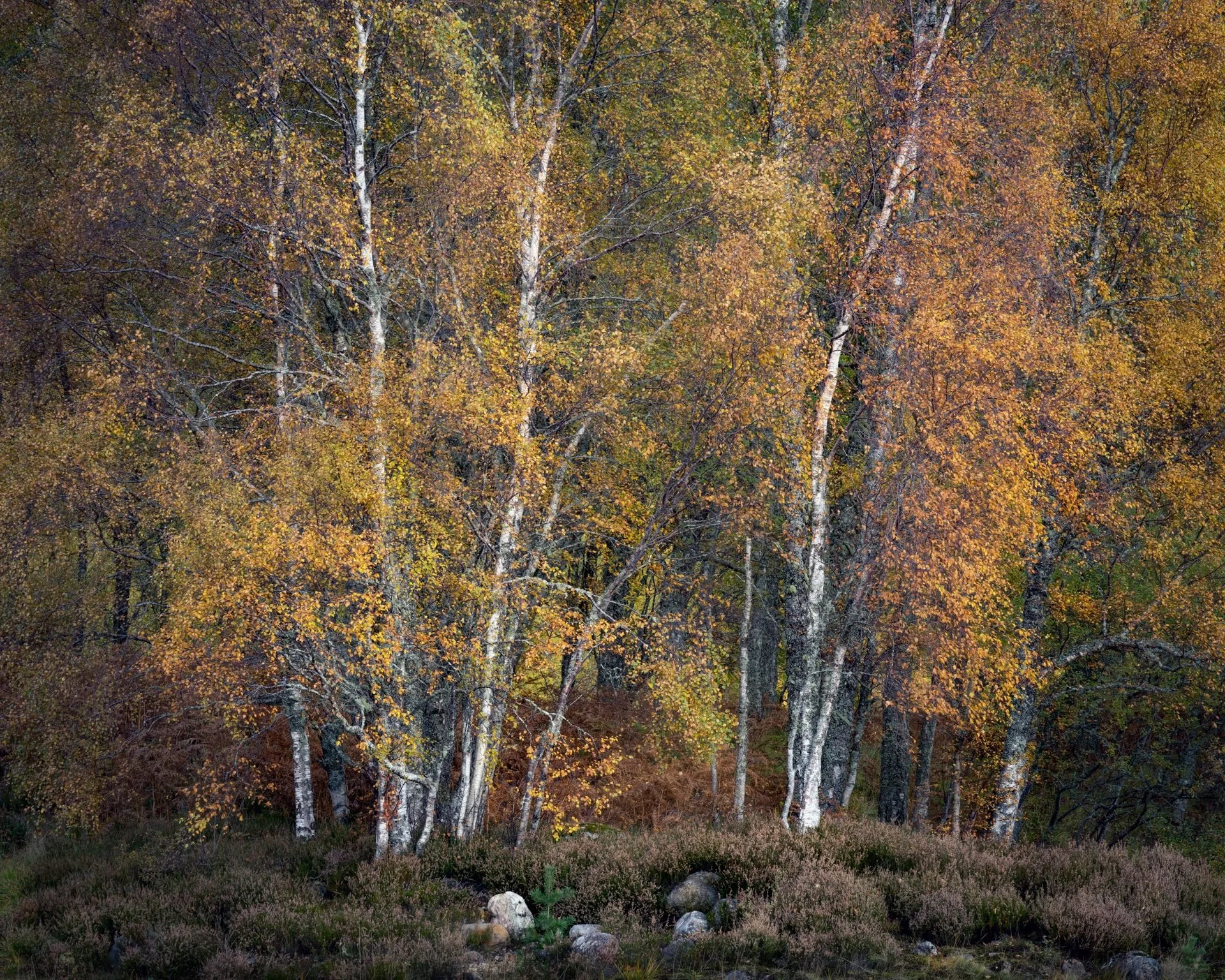 Silver birch trees in autumn colour within Glen Affric woodland, Scotland.