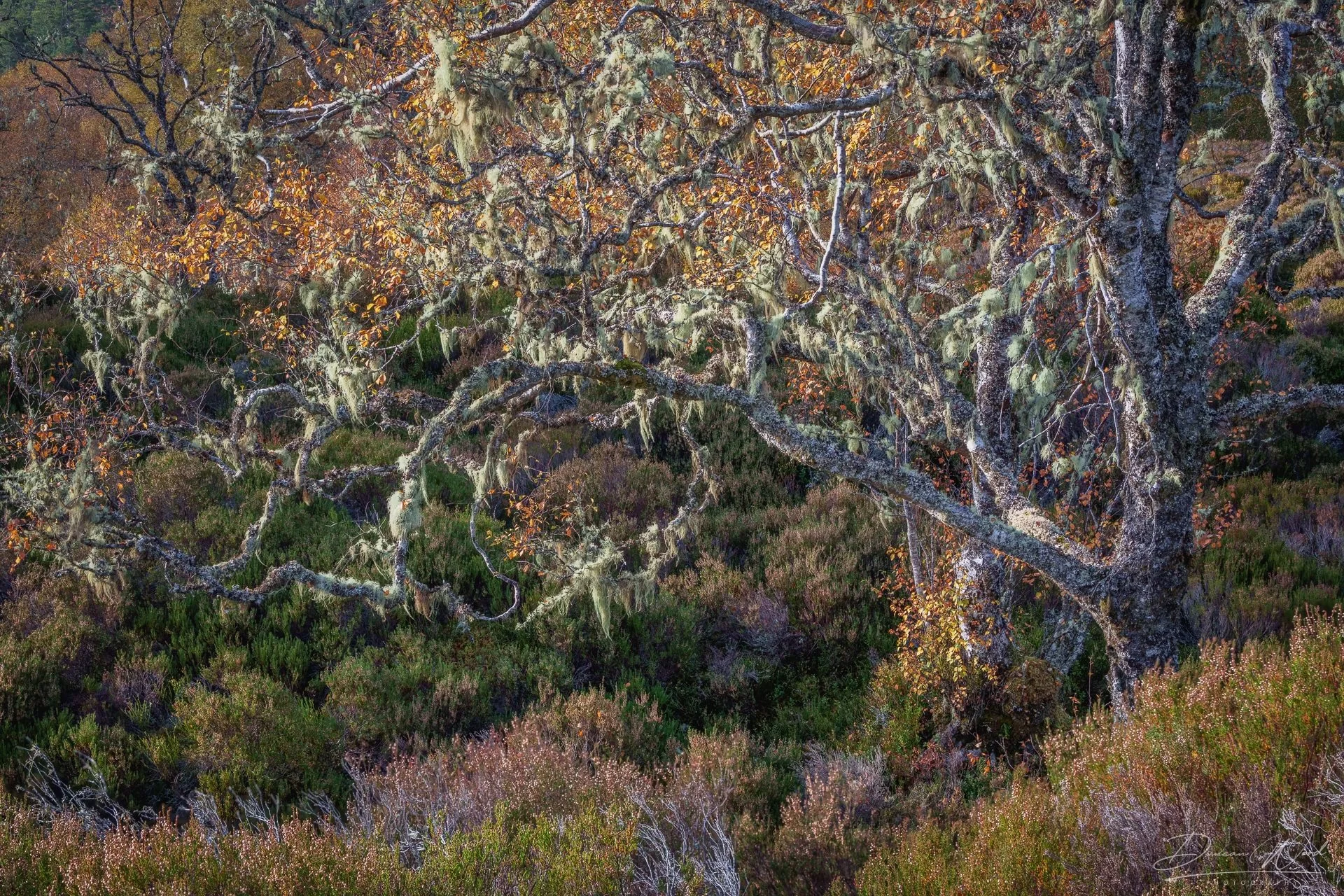 A large tree with twisted branches covered in moss and lichen, set in a natural landscape with purple and green shrubbery.