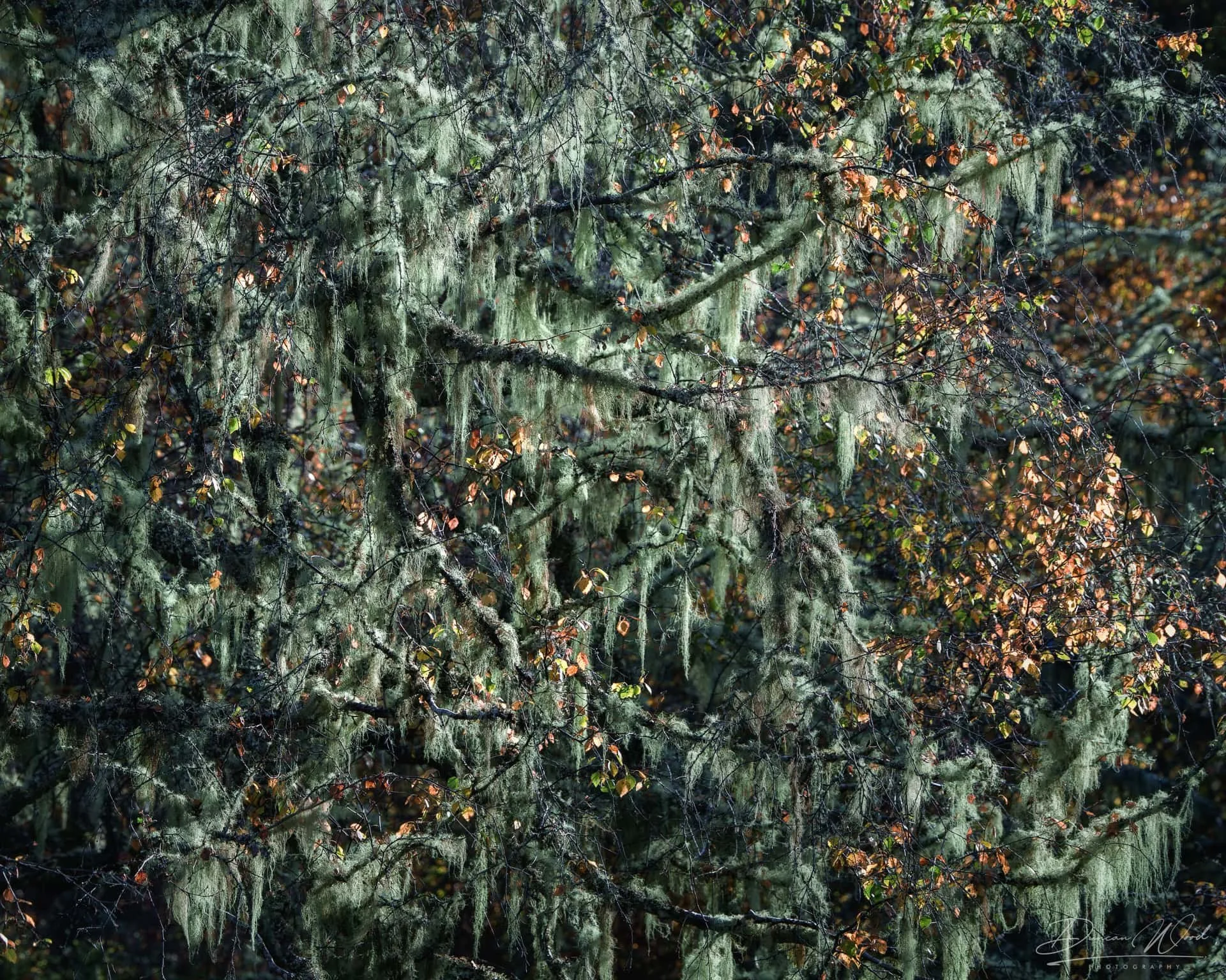 Close-up of tree branches covered in hanging moss and small leaves