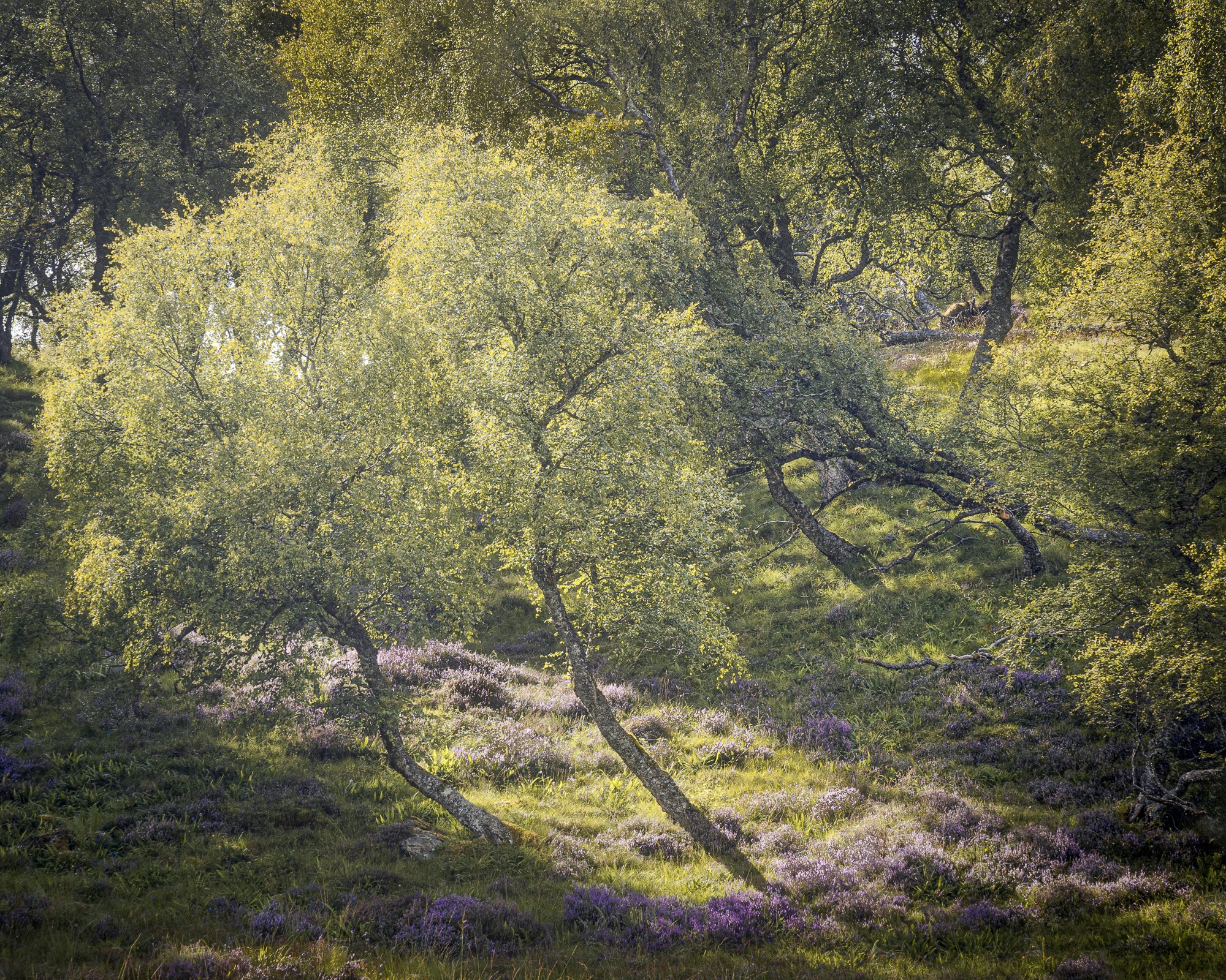 _A730528-Edit-Edit.jpg