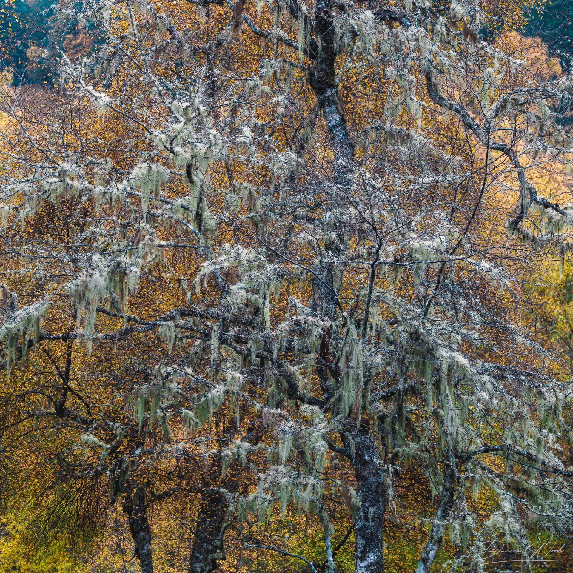 Autumn scene of trees with yellow and orange leaves on branches covered in Spanish moss.