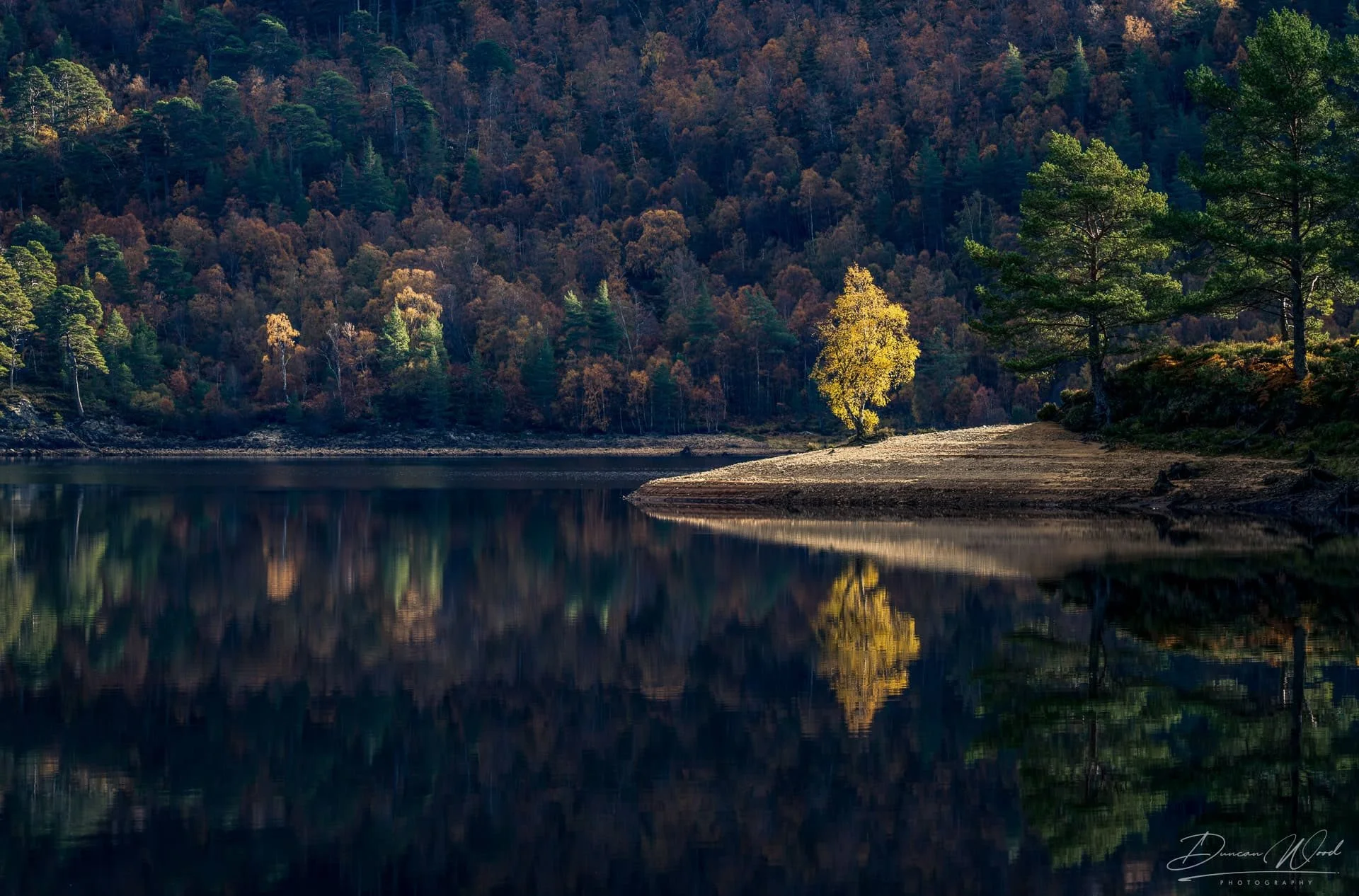 A lone birch three catches the first light of the day in Glen Affric, Scotland during a woodland workshop with Duncan Wood Photography