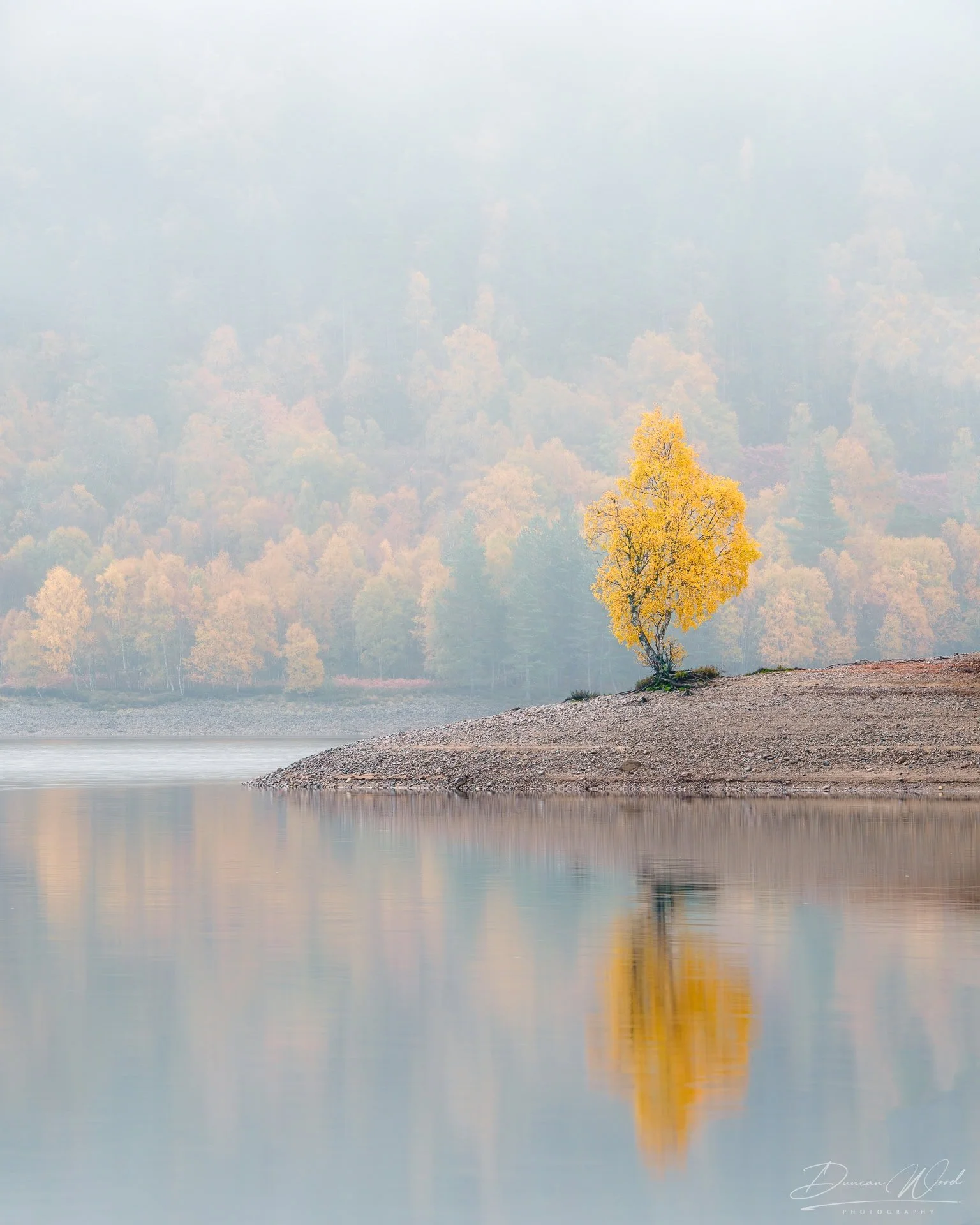 A yellow autumn tree on a small island or peninsula extending into a calm body of water, with reflections and a misty background of forested hills.