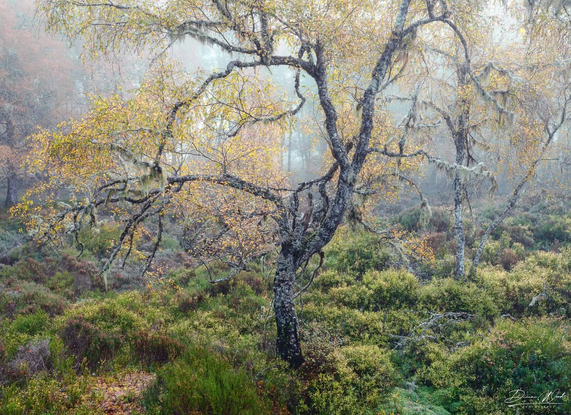 Misty Scottish birch woodland with lichen-covered branches and soft autumn colour, fine art woodland photography by Duncan Wood.