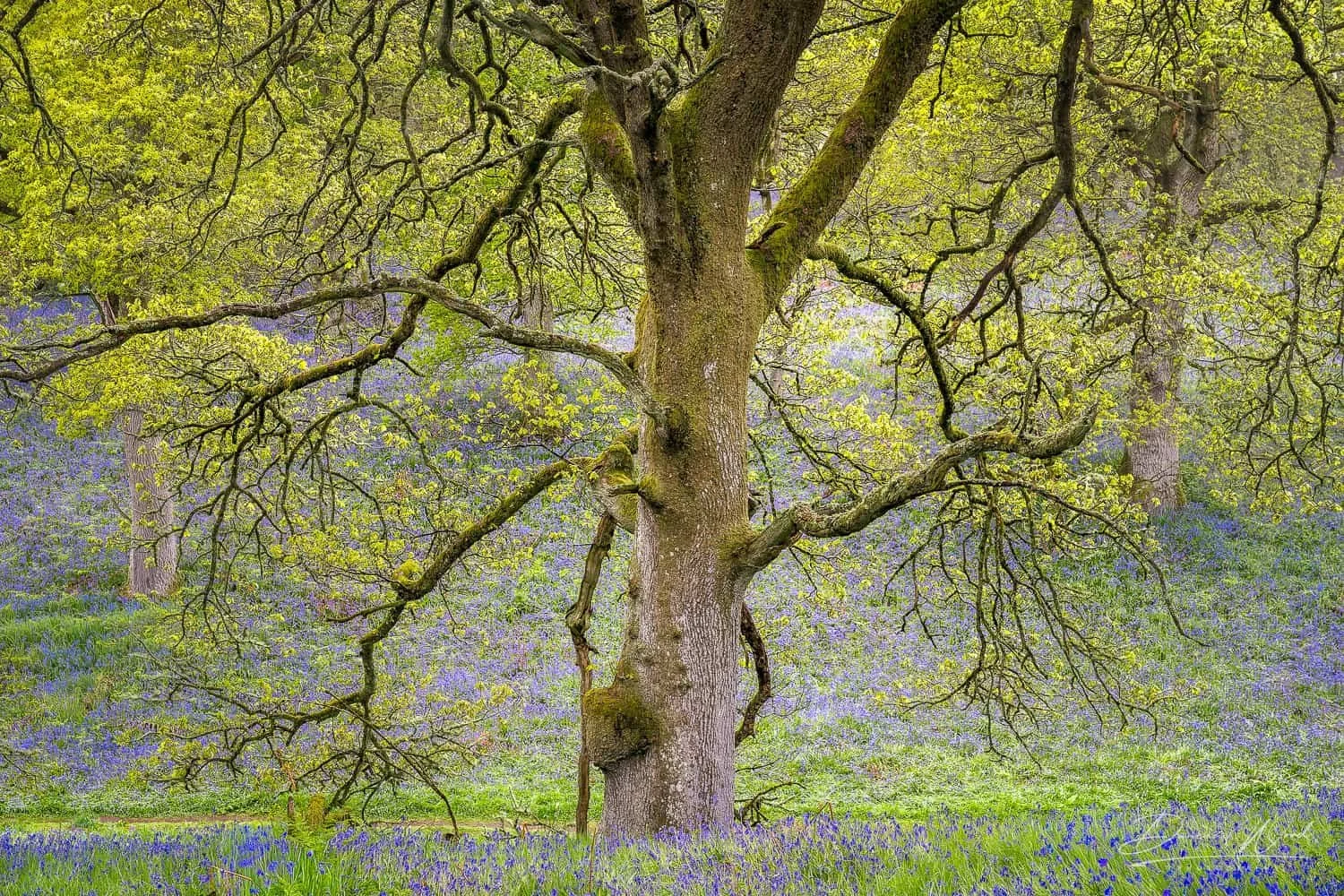 Scottish Bluebell Woodland Photography Workshops by Duncan Wood (8).jpg