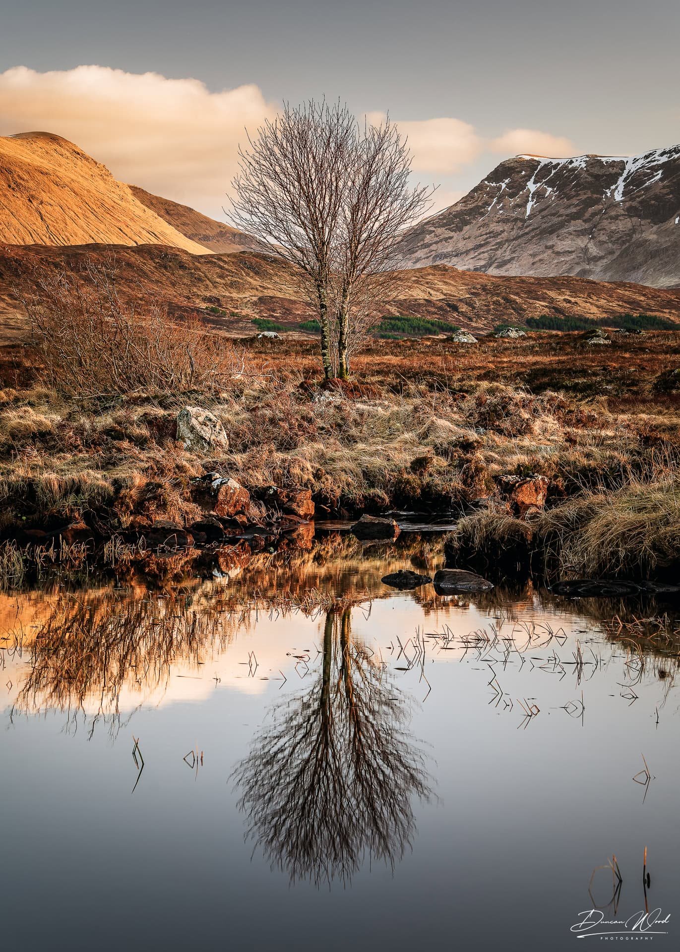 Tree reflection on Rannoch Moor, photographed by Duncan Wood in Scotland. Scottish landscape photography.