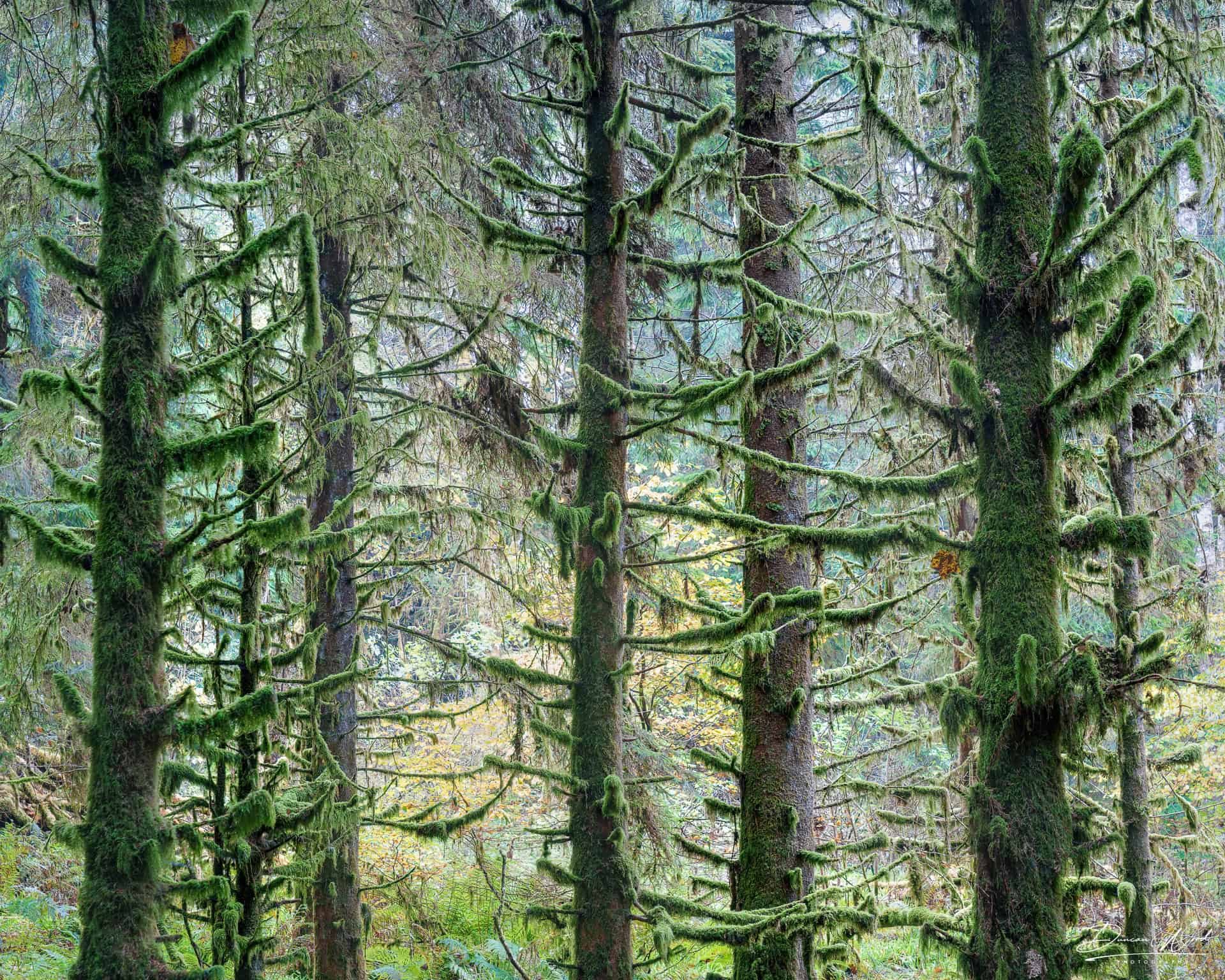 Abstract tall tree in temperate rainforest, photographed by Duncan Wood in Scotland. Scottish nature photography.