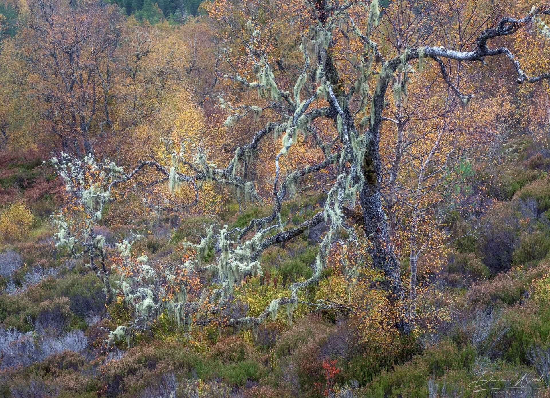 Woodland Photography in Scotland: Tips for Better Forest Images