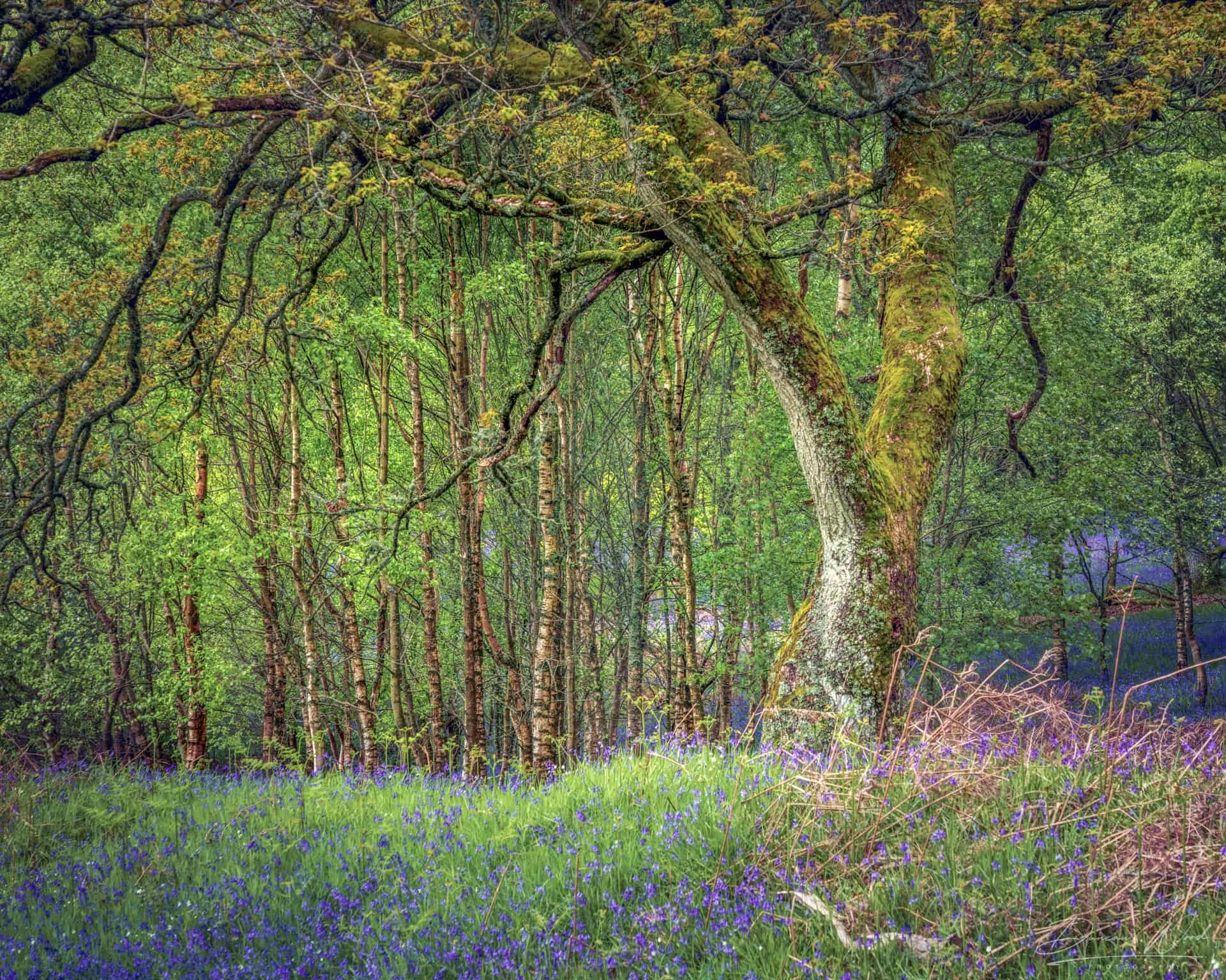 Intimate Bluebell Woodland Photography in Scotland by Duncan Wood