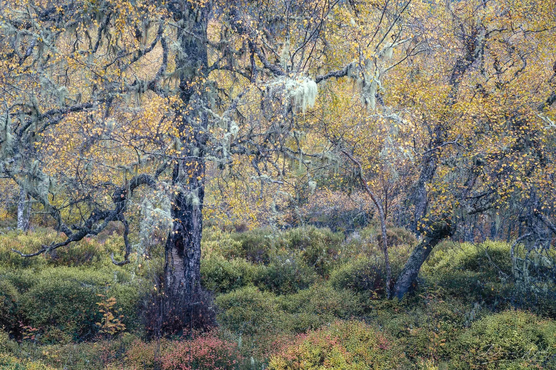 A dense forest with trees covered in lichen and moss, with yellow and orange autumn leaves. The forest floor has green bushes and some pink and red flowering plants.