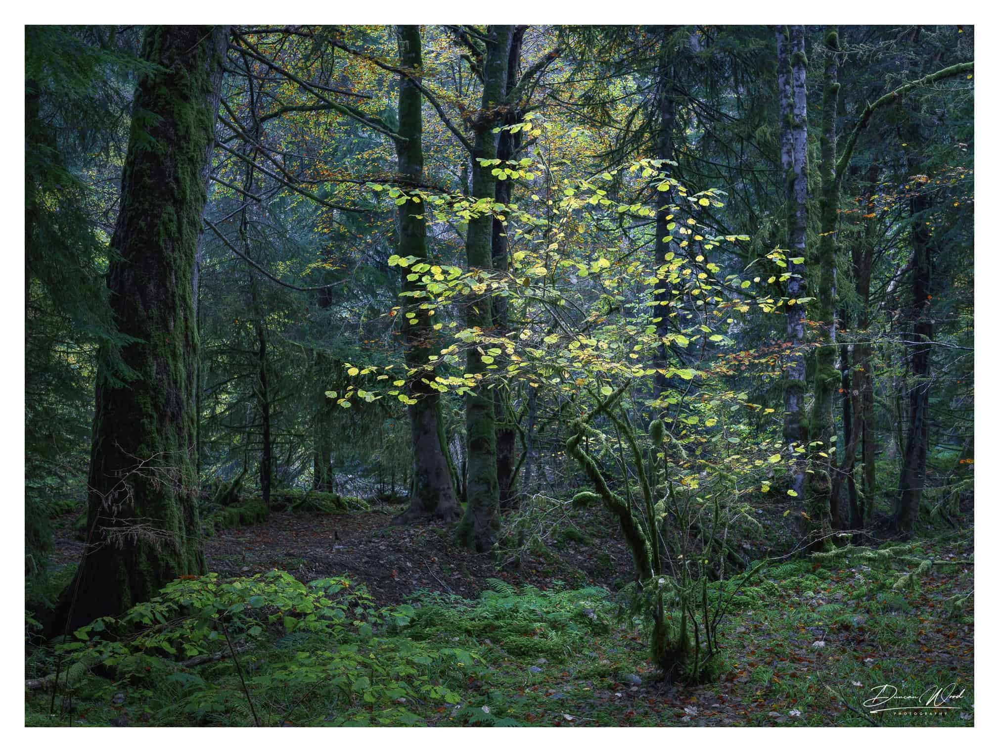 Delicate scene among towering trees, photographed by Duncan Wood in Scotland. Scottish nature photography.