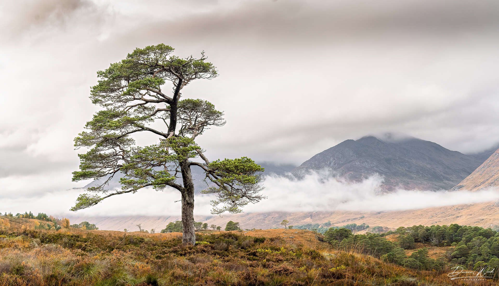 Lone Scots pine in Glen Affric, photographed by Duncan Wood in Scotland. Scottish landscape photography.