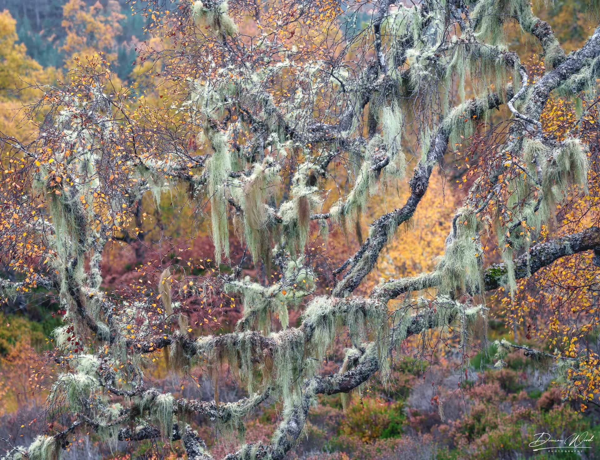 duncan-wood-photography-scotland-workshop-woodland-prints (24).jpg
