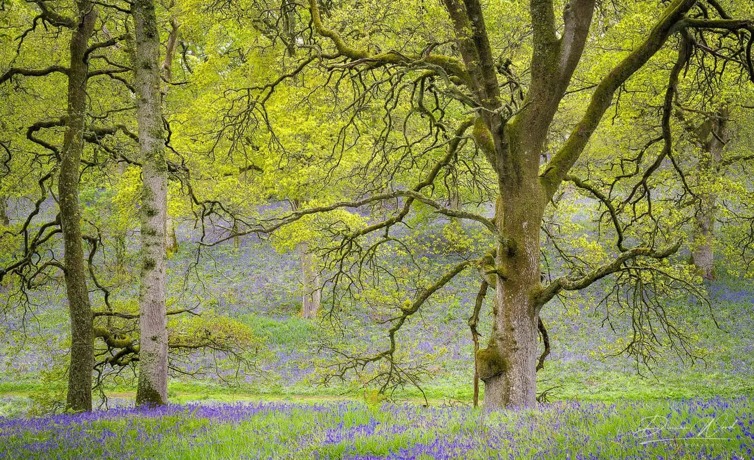 Scottish Bluebell Woodland Photography Workshops by Duncan Wood (3).jpg
