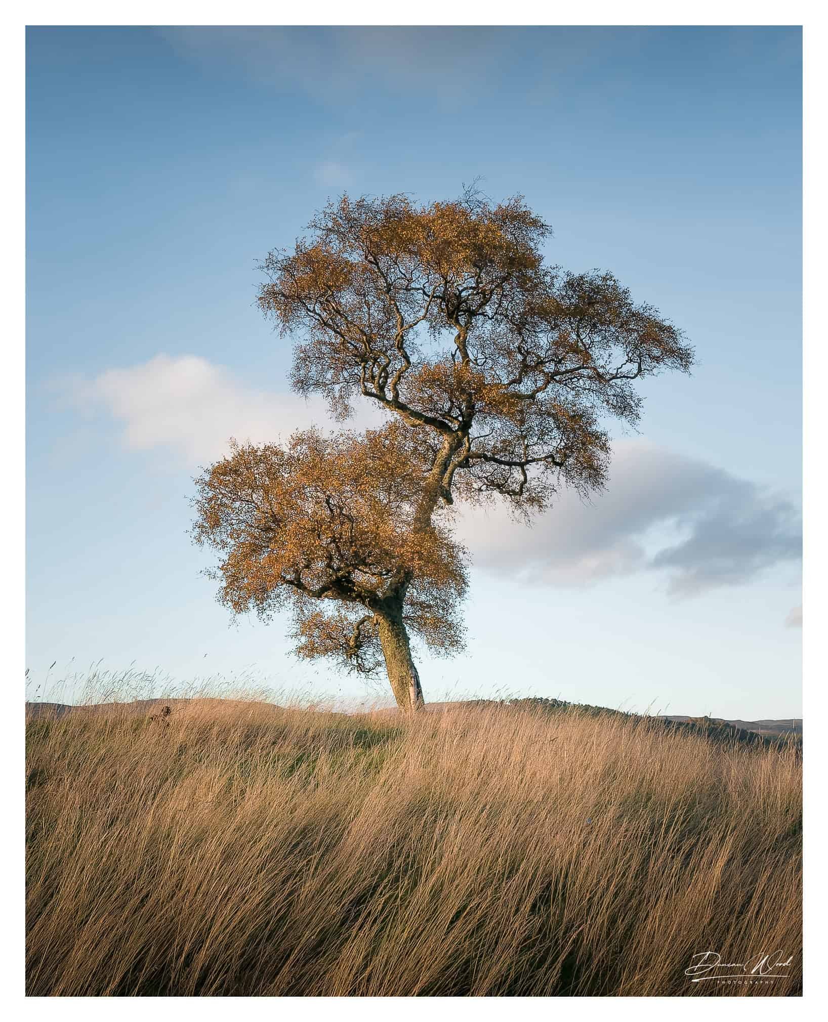 Solitary tree in tall grass, photographed by Duncan Wood in Scotland. Scottish nature photography.