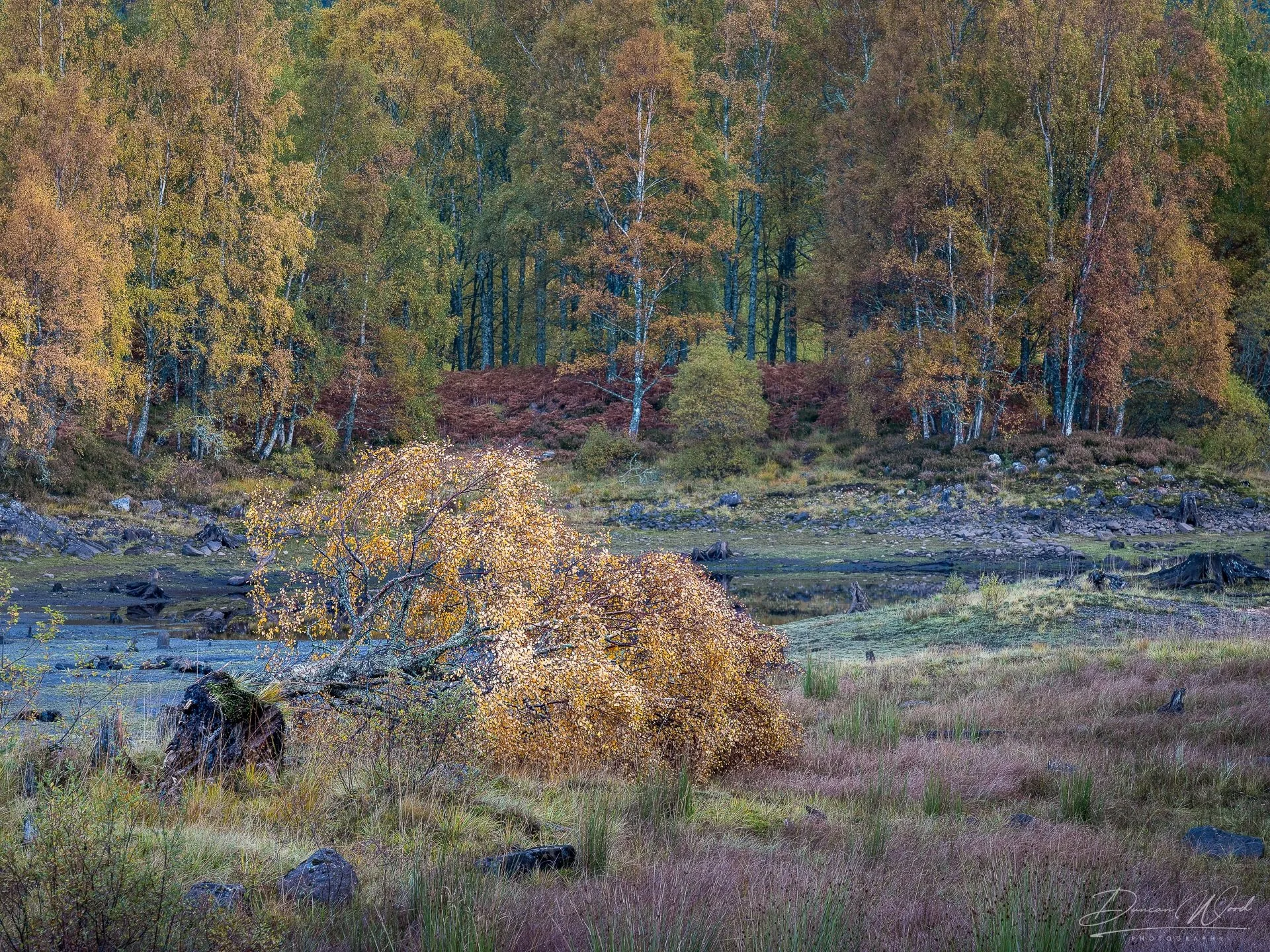Autumn landscape featuring a hillside covered with colorful trees, a small stream, and rocks in the foreground.
