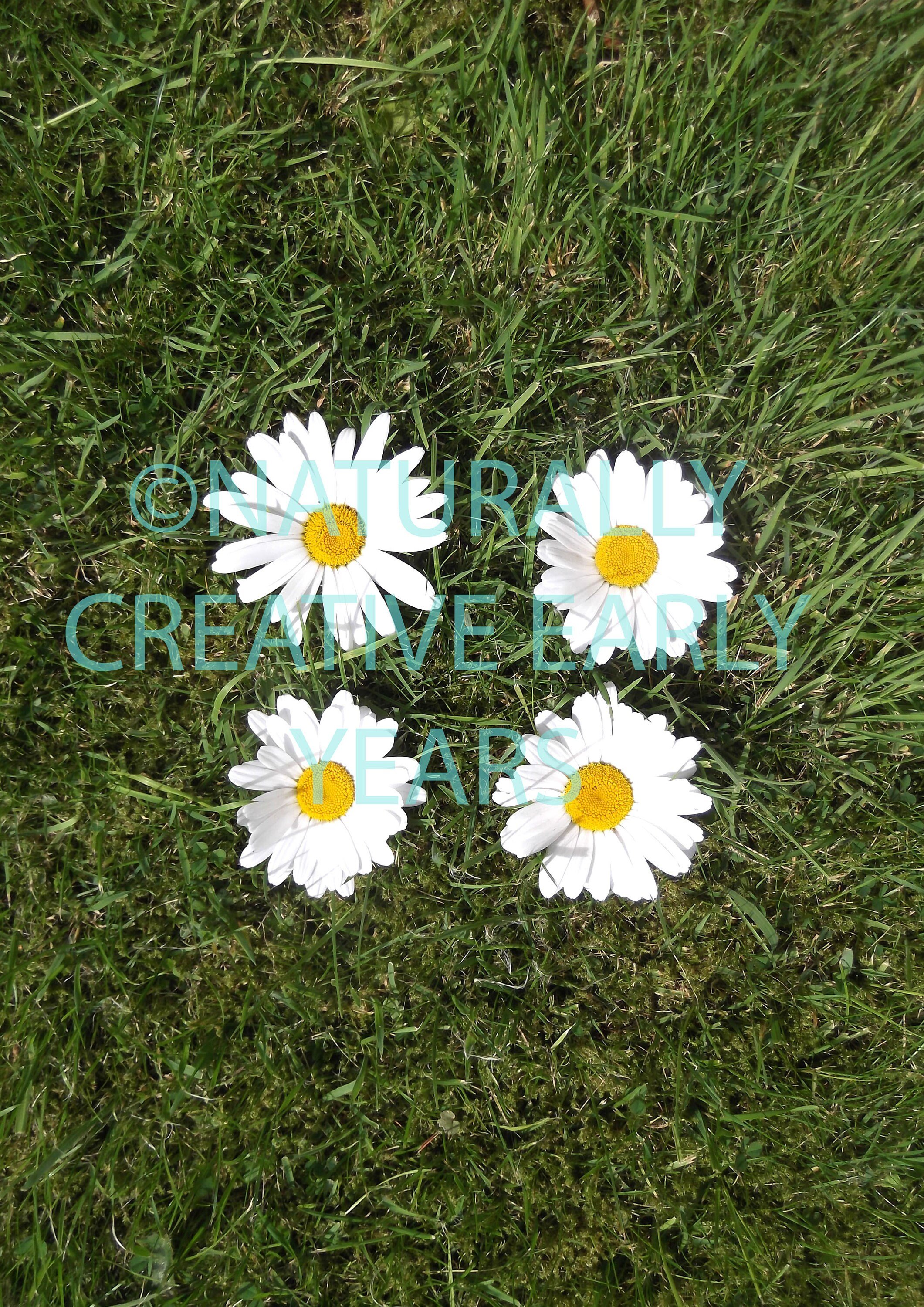 https://i.etsystatic.com/15715216/r/il/e16471/2198390741/il_fullxfull.2198390741_ojit.jpg