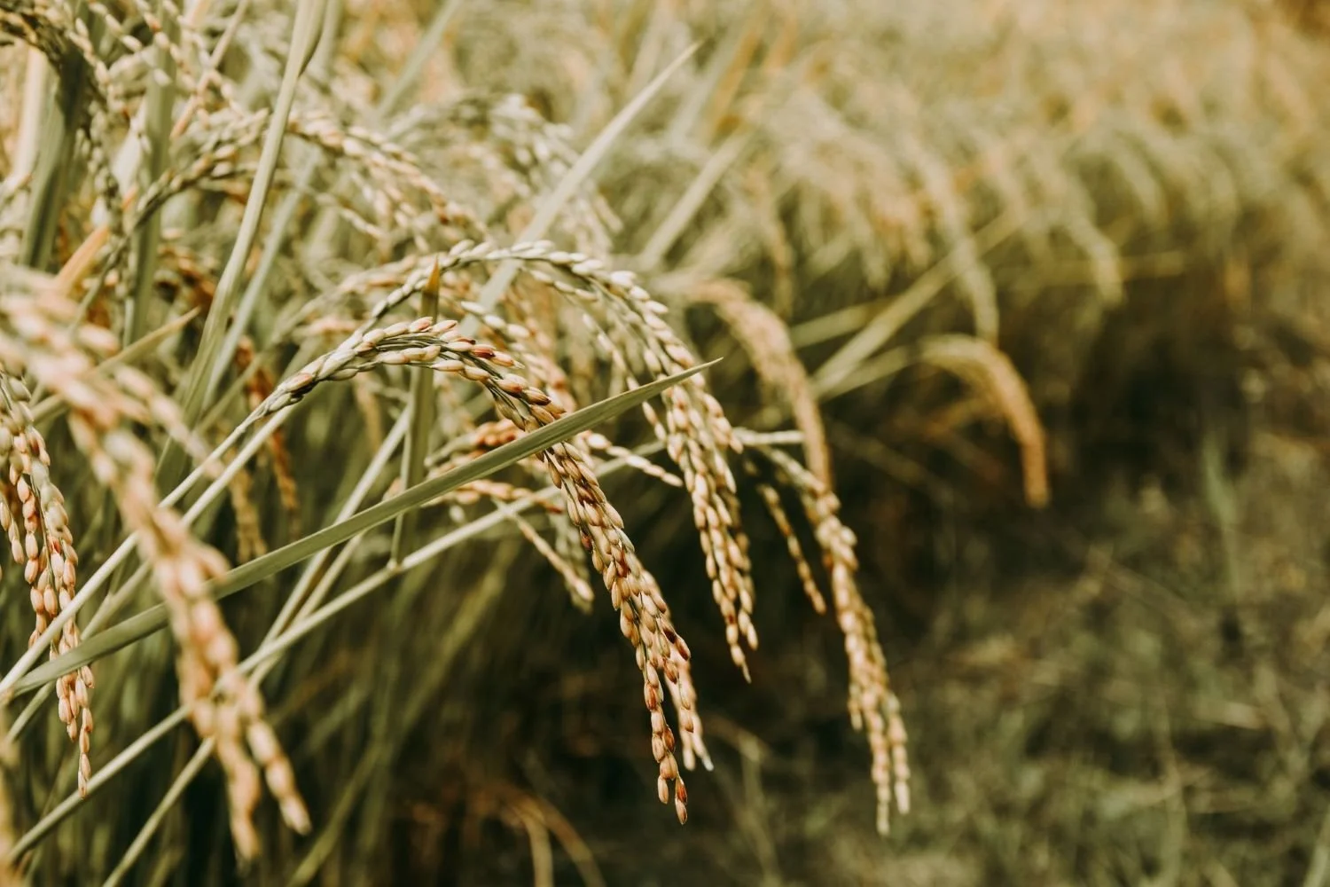 A field of heart healthy wholegrains