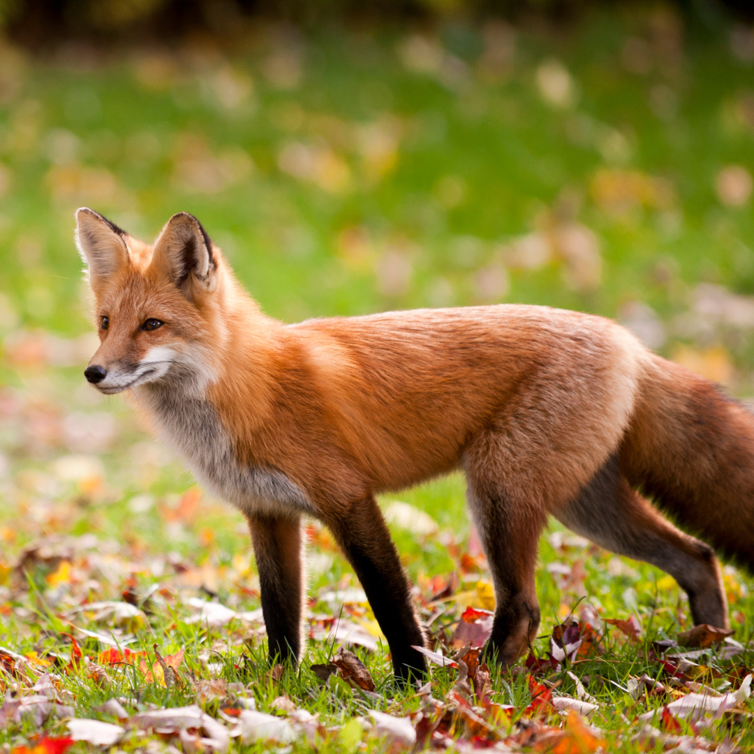 Focus sur le renard roux — Connexion Nature