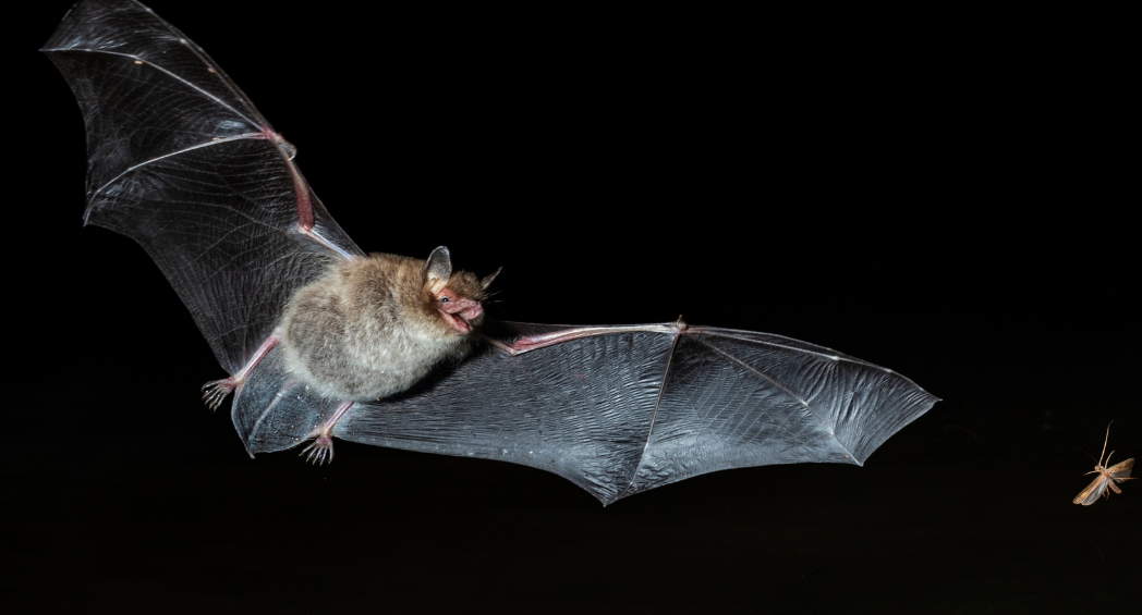Chronique radio sur les chauves-souris