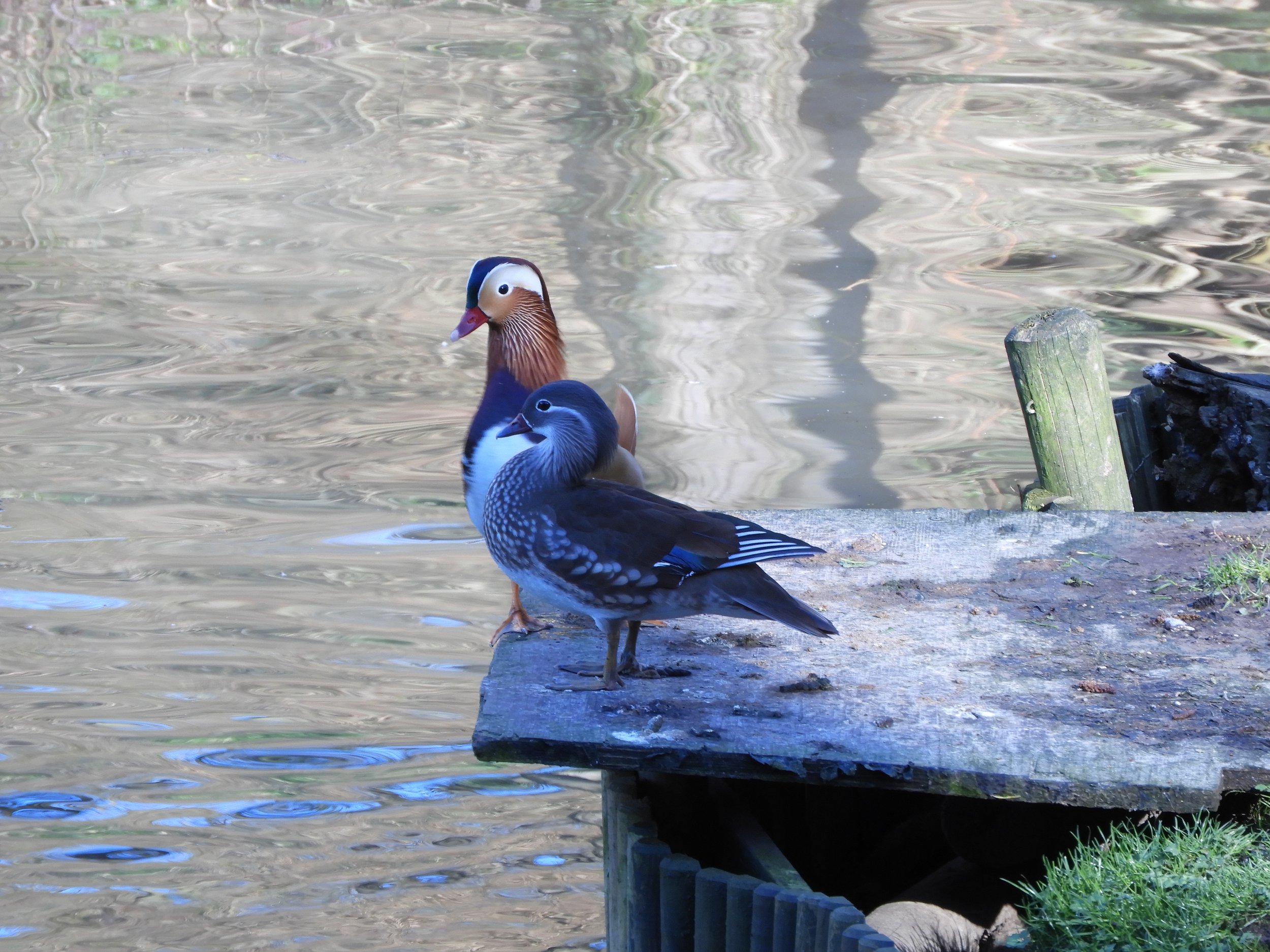 “Pourquoi ne faut-il pas donner de pain aux canards ?”