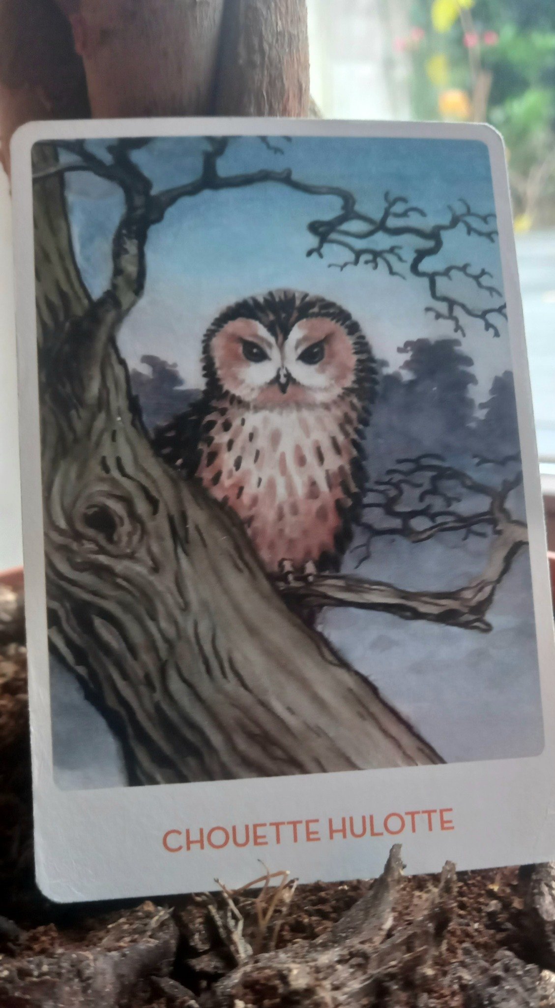 Focus sur la chouette hulotte