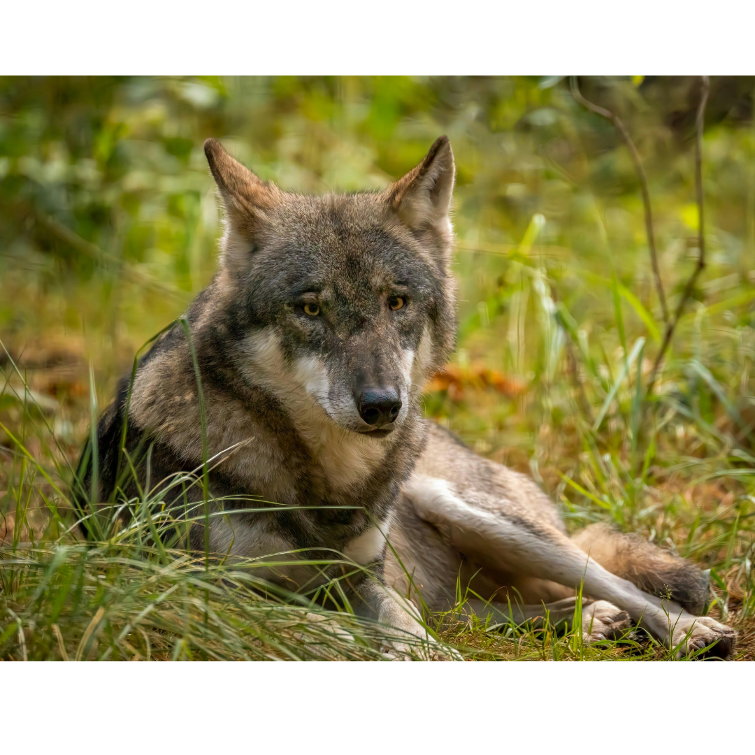 Le retour du loup en Belgique (2ème partie)
