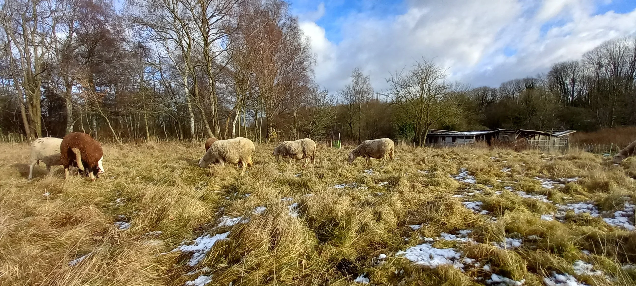 Focus sur la pratique de l’éco-pâturage
