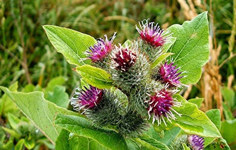 Focus sur la bardane