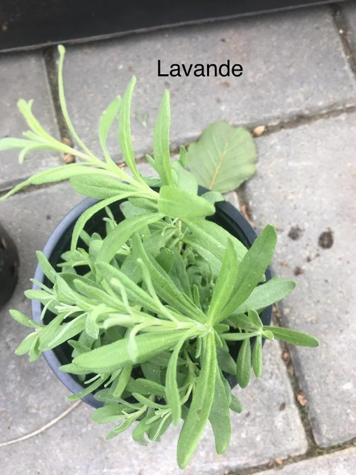 Le pouvoir vibratoire des plantes