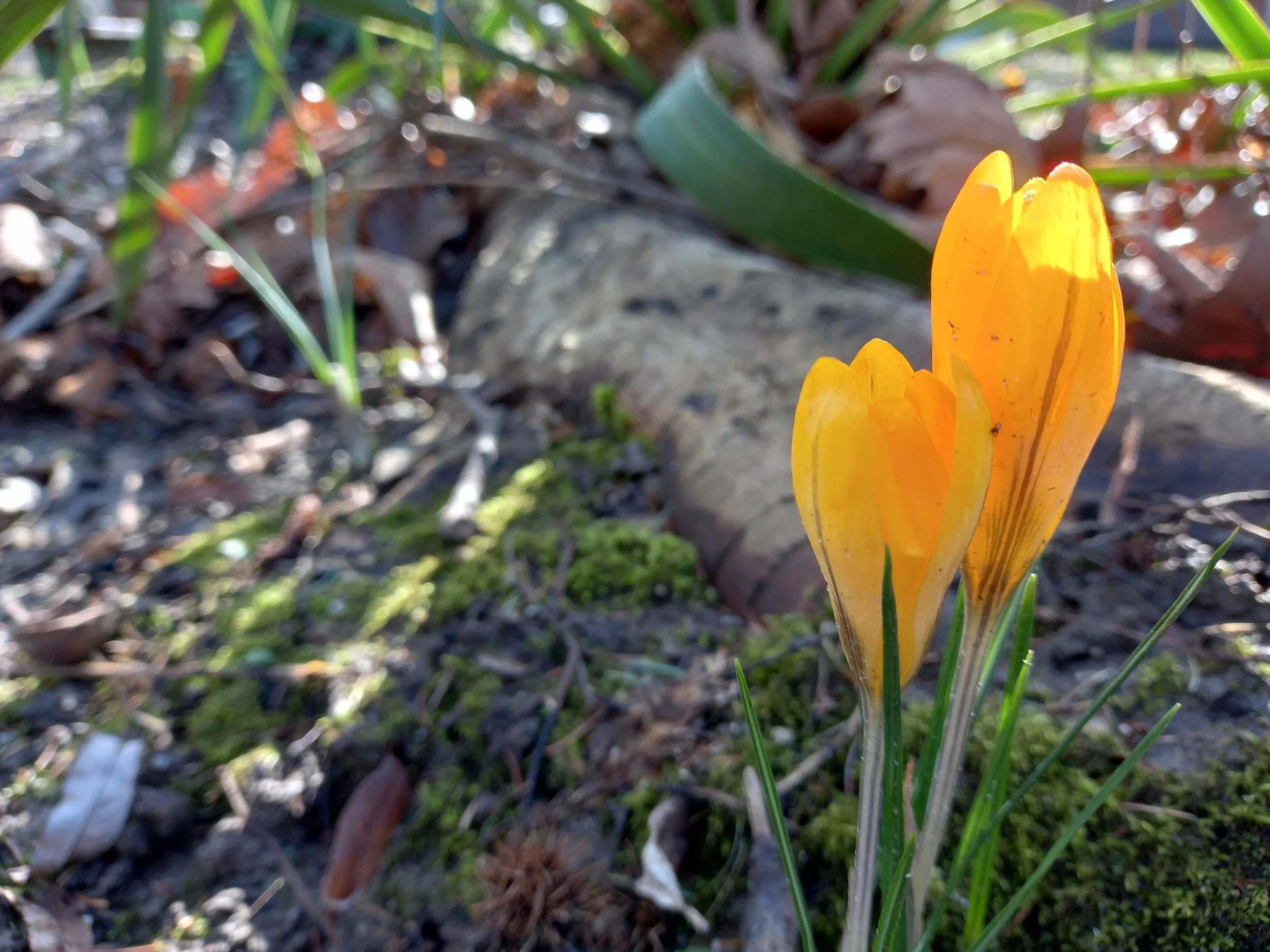 Le grand réveil du vivant en mars