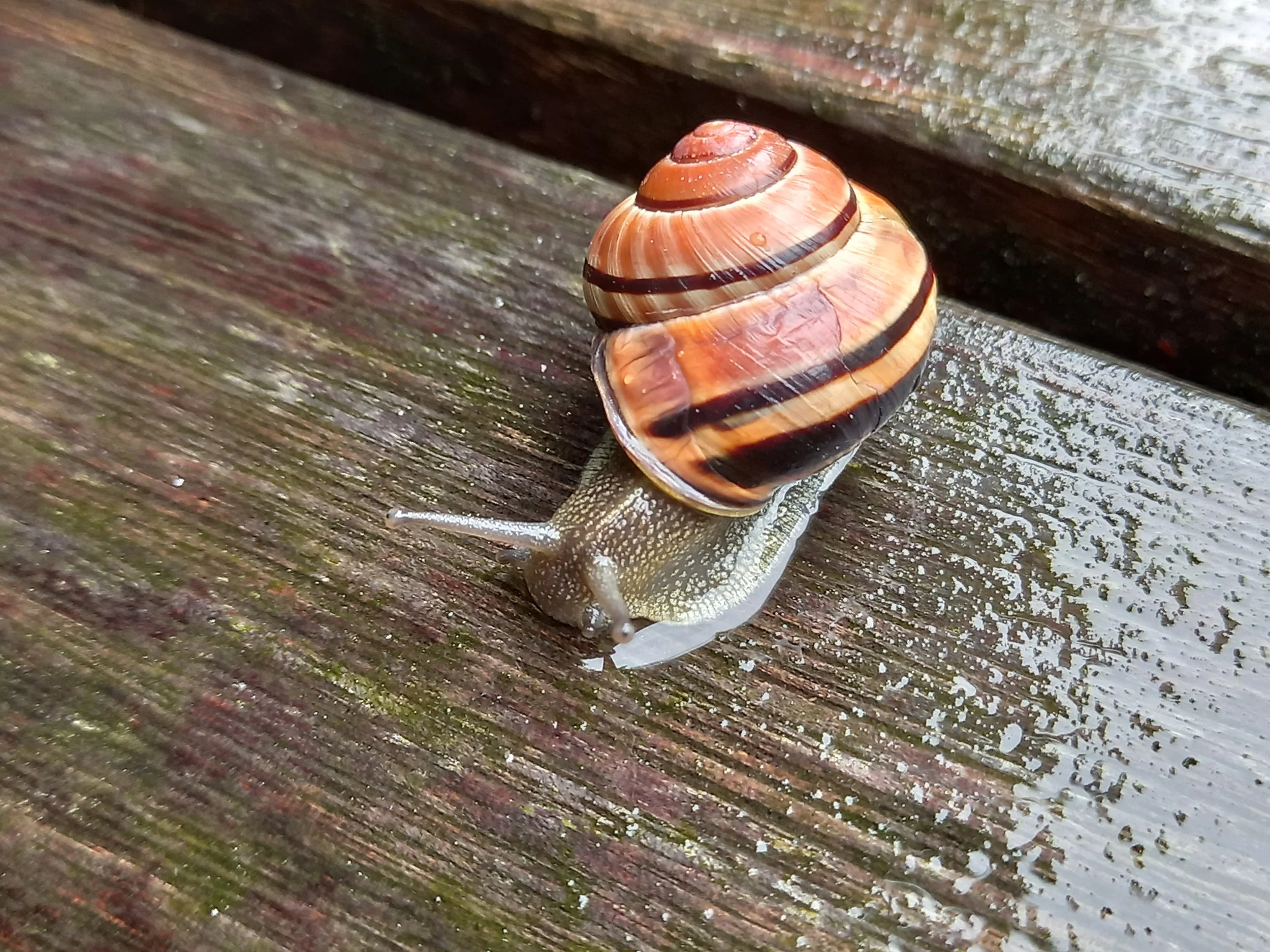 Plongeons dans l’univers des escargots