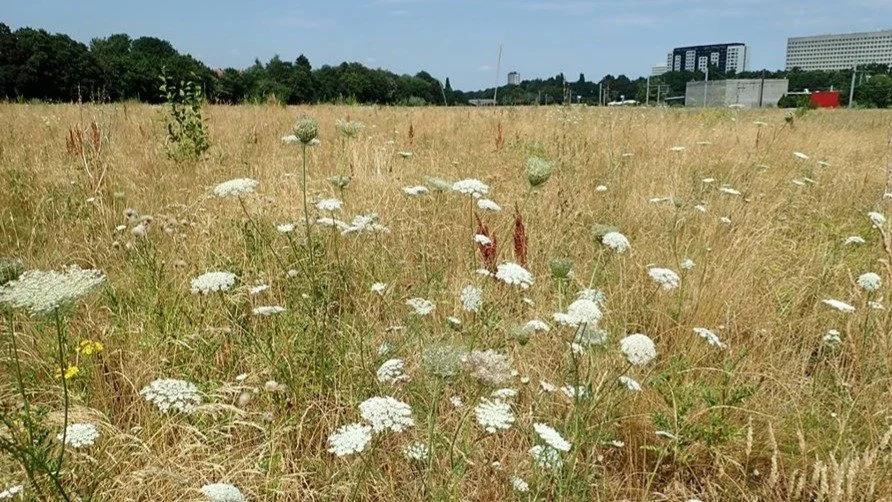 Pour la préservation des espaces verts &amp; des sols vivants à Bruxelles