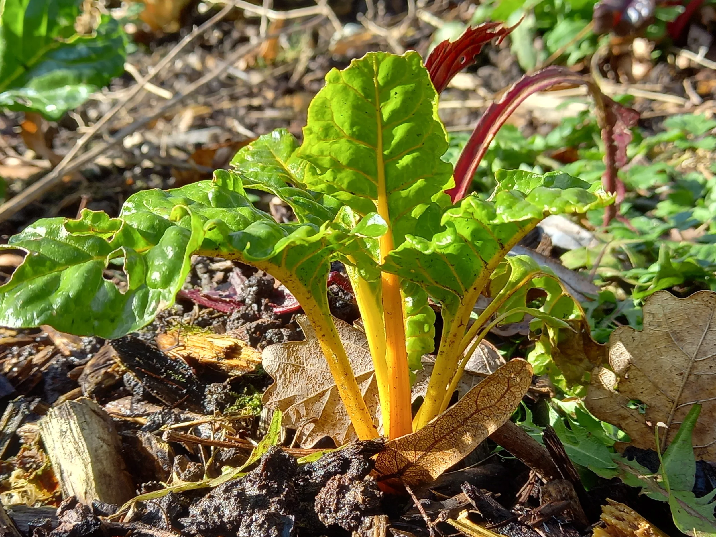 Des sols fertiles, essentiels pour des légumes en pleine forme