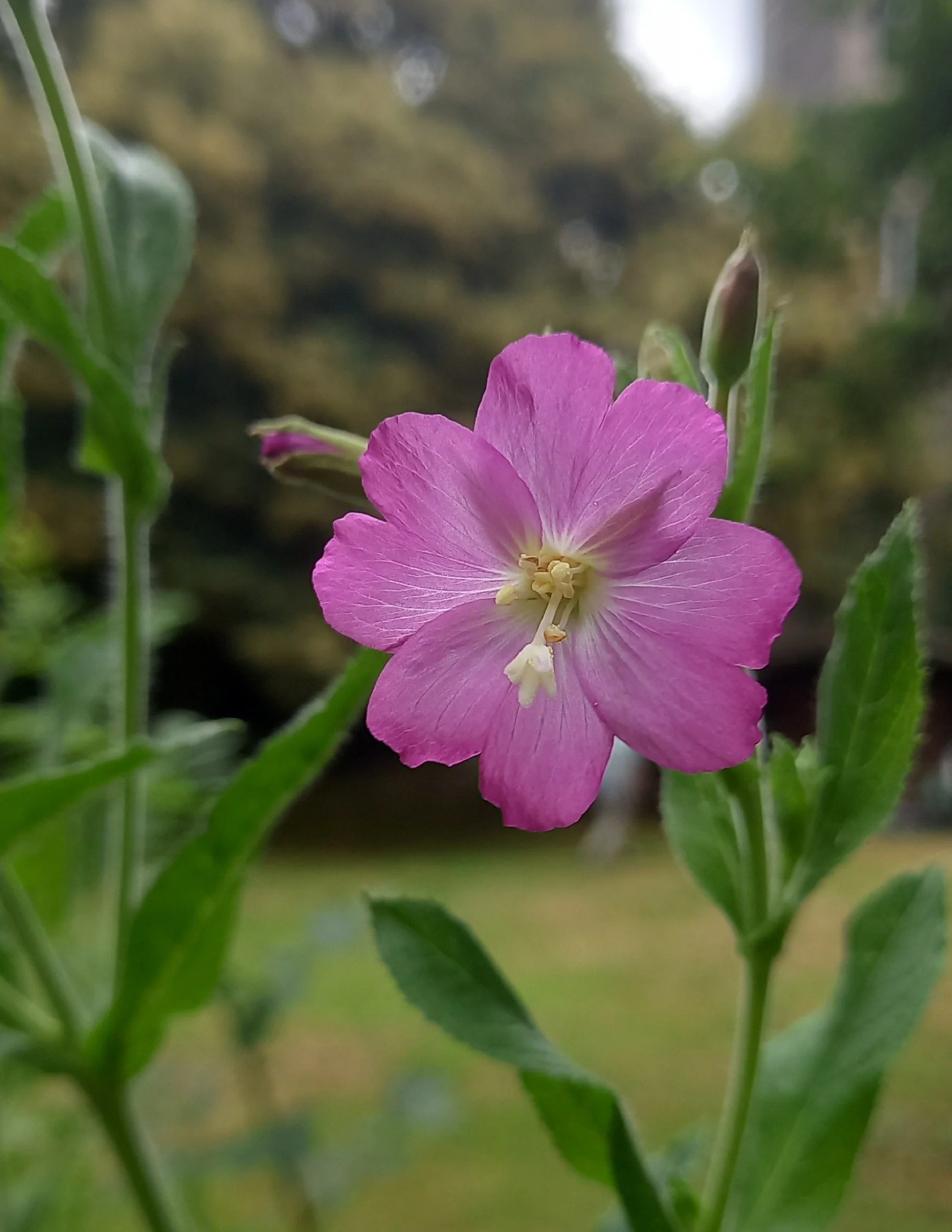 Petits conseils pour des jardins au naturel