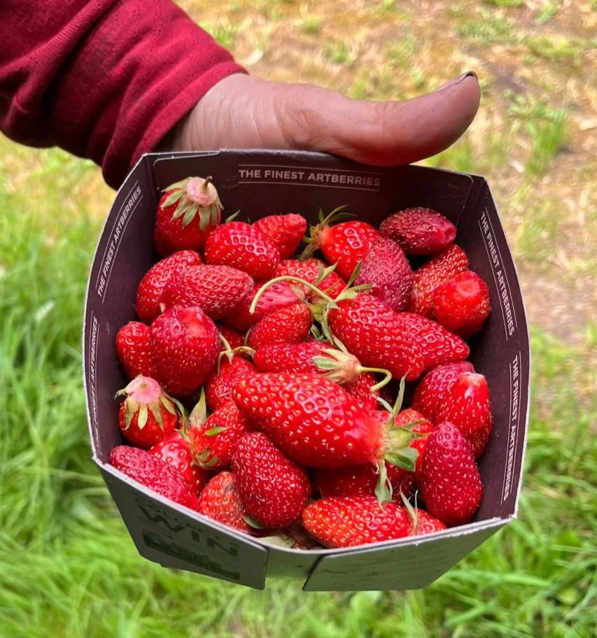 La fraise est un “faux fruit” mais néanmoins succulent