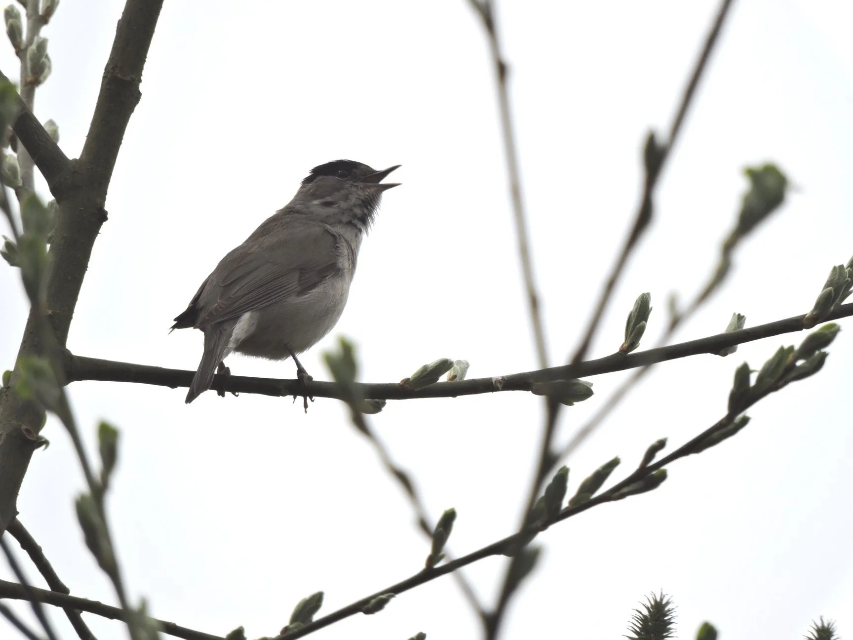 Le monde fascinant de la communication chez les oiseaux