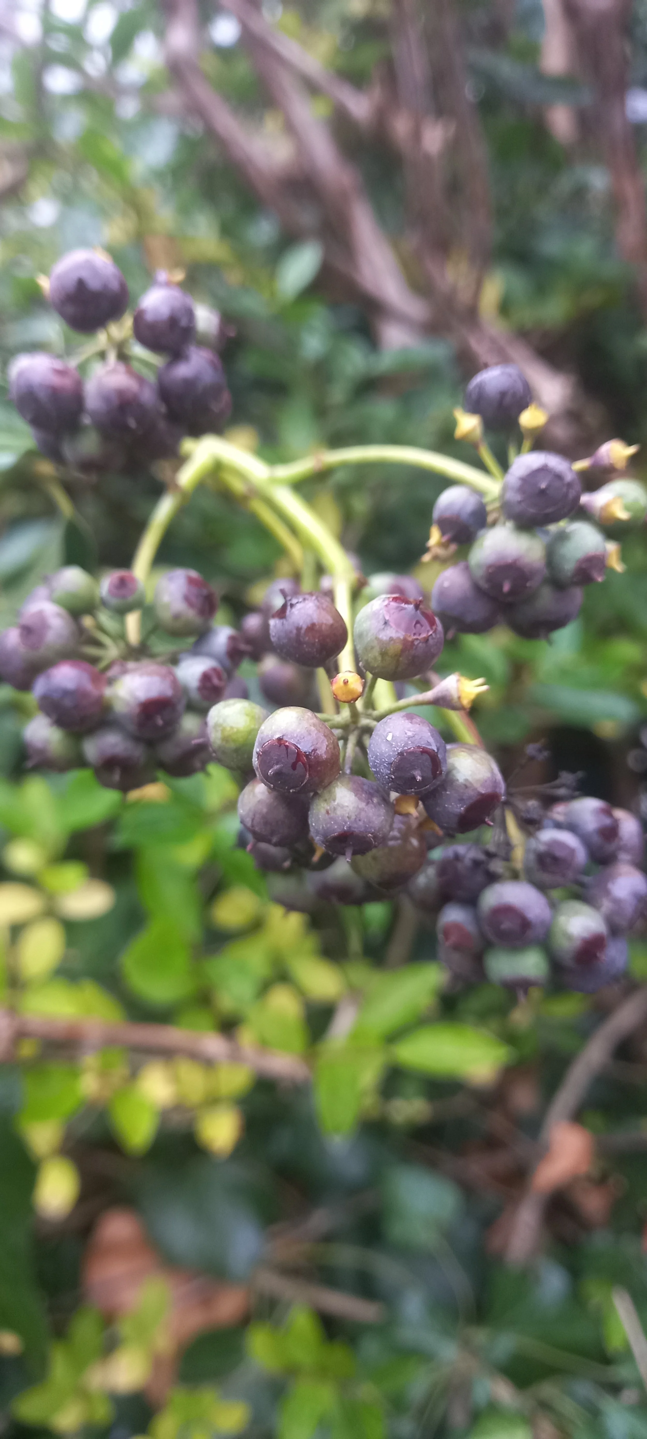 Fruits du lierre grimpant