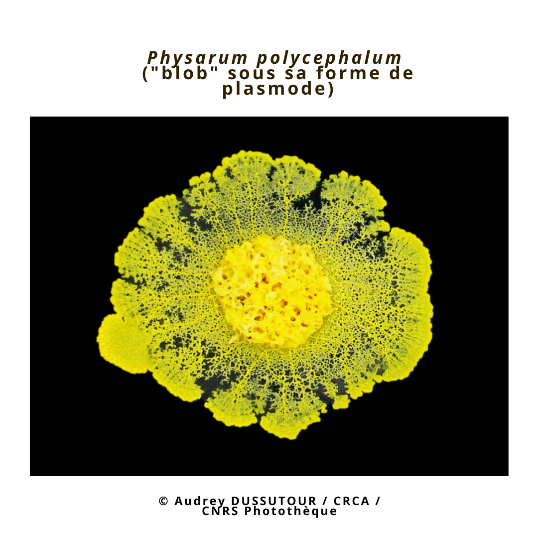 ou acheter un blob vivant physarum polycephalum - Blob love
