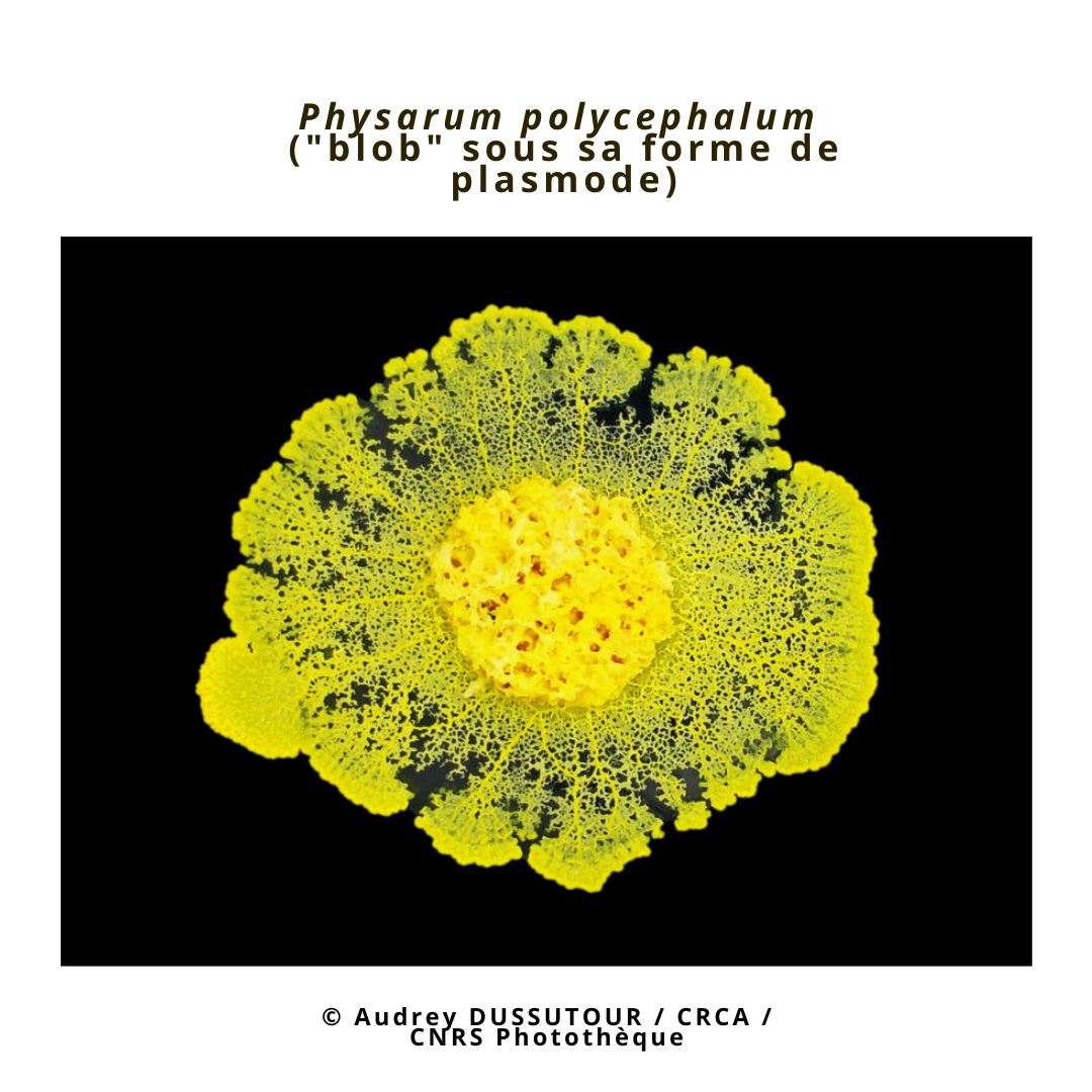 Le monde des “blobs” — Connexion Nature