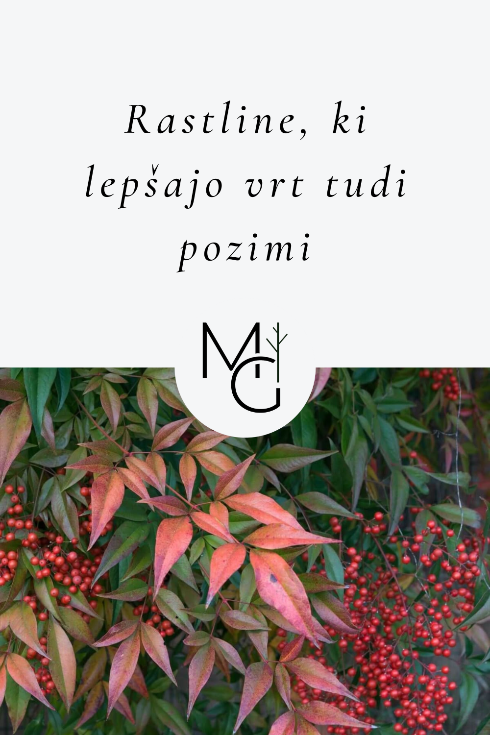 Zimzelene grmovnice – ogrodje vrta