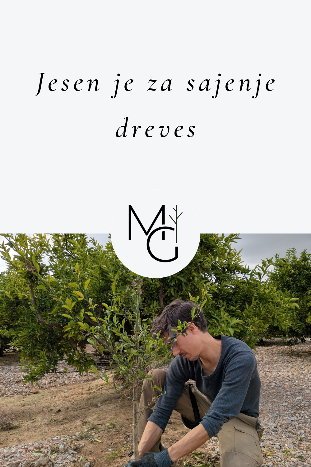 Jesen je za sajenje dreves